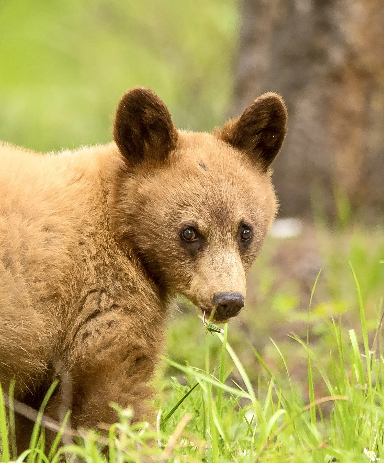 A young black bear standing in green grass in Jasper National Park with a piece of grass in its mouth. Photo by Terry Parker.