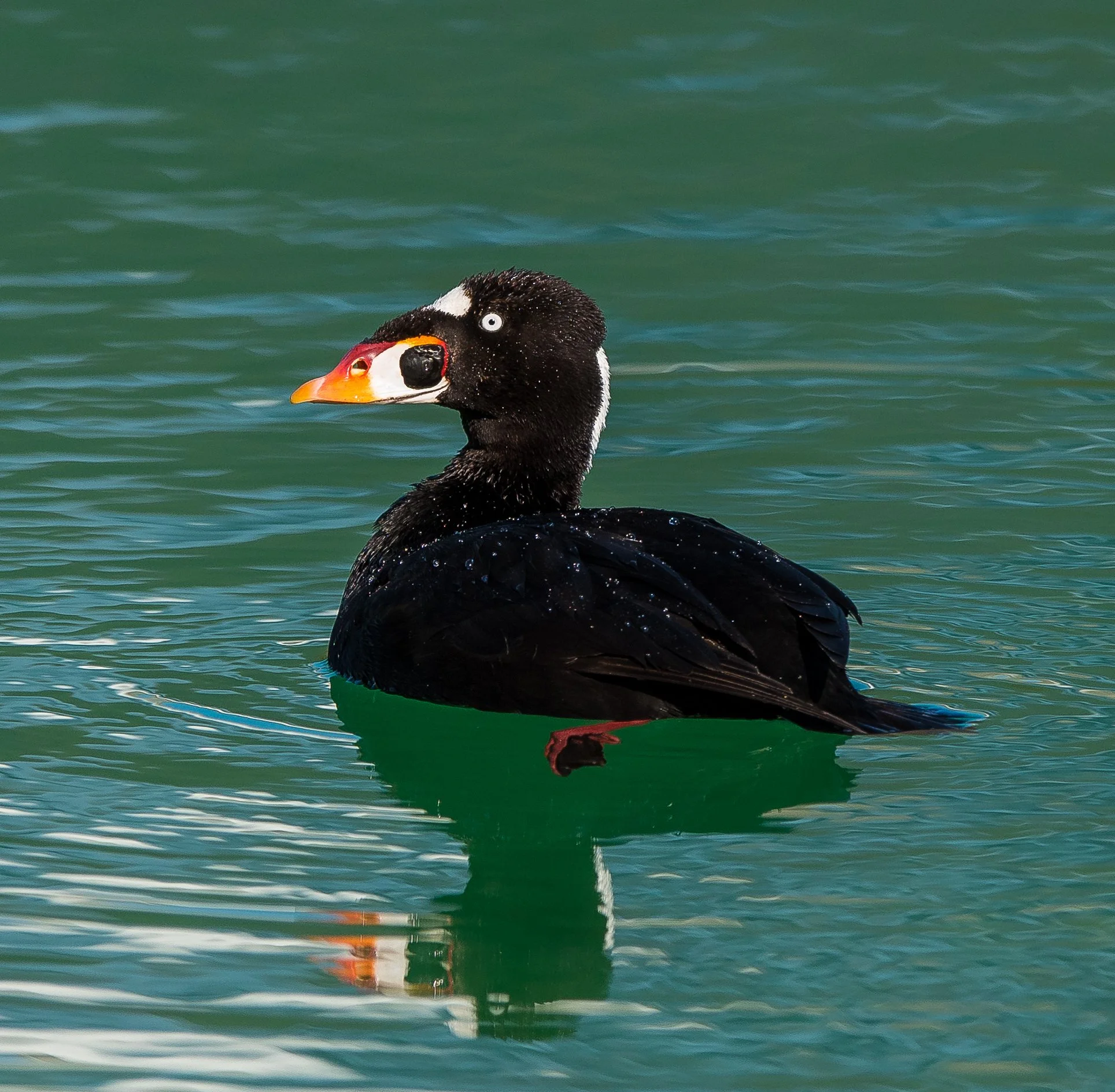 A close-up of a Surf Scoter duck with a colorful beak, reflecting in the water in Jasper National Park, Alberta, Canada. Photo by Terry Parker.