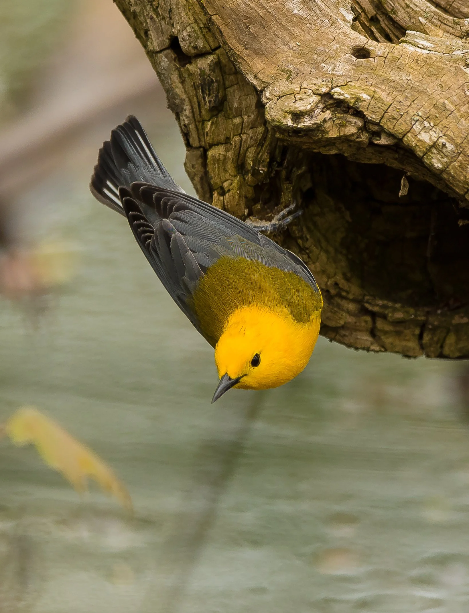 Prothonotary Warbler hanging upside down from a tree trunk near a hole. Photo by Terry Parker.