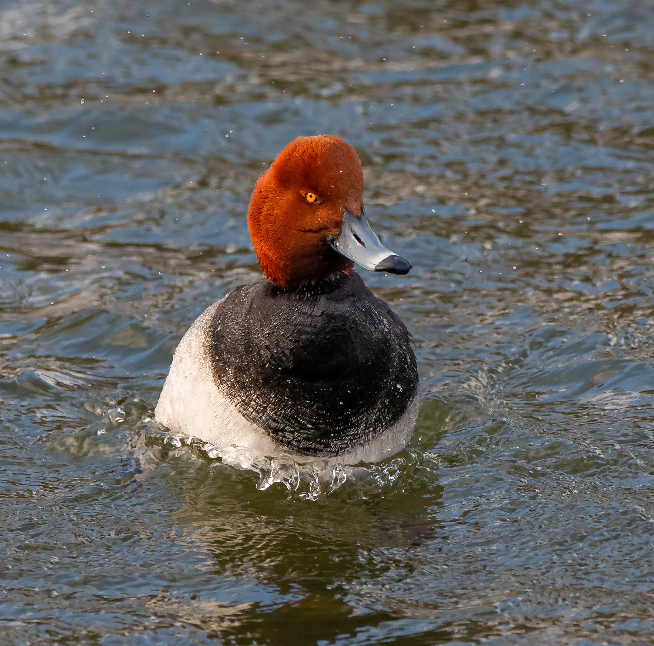 A male Redhead Duck swimming in water, looking sideways with bright yellow eyes in Middlesex County, Ontario. Photo by Terry Parker.