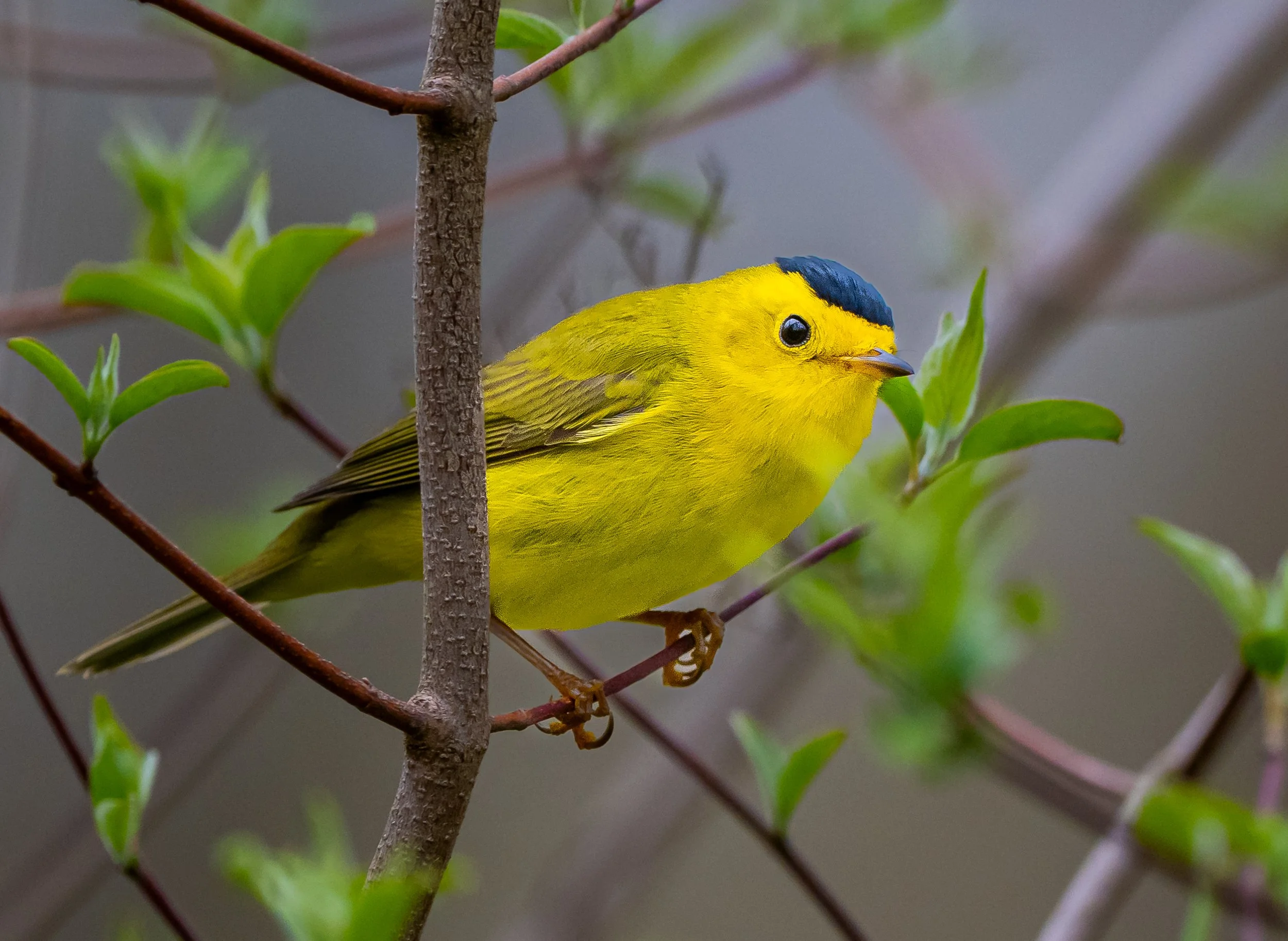 A Wilson's Warbler perched on a branch among green leaves taken in Pt. Pelee National Park. Photo by Terry Parker.