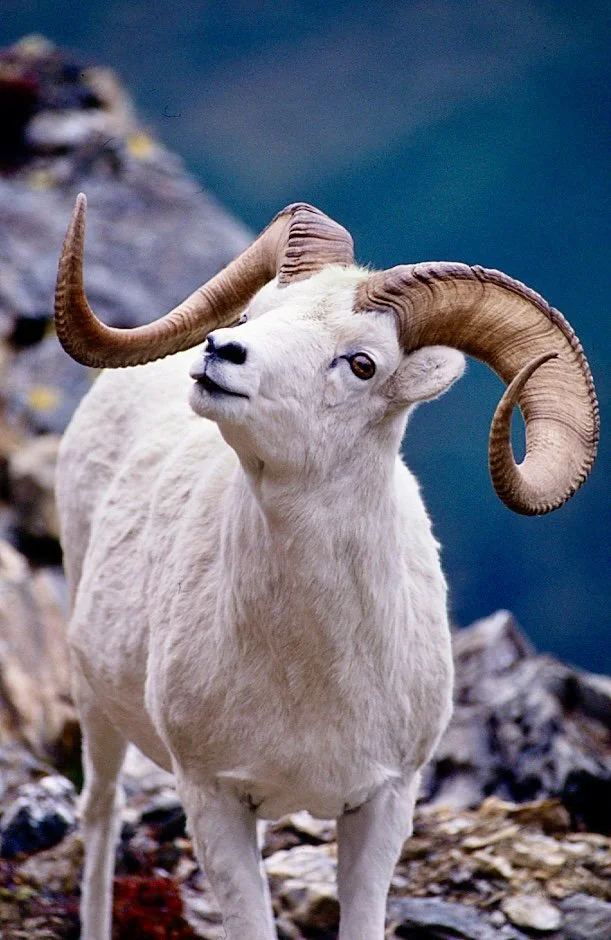 An adult Dall Sheep with large, curved horns standing on rocky terrain with a blurred mountain background. Photo by Terry Parker.
