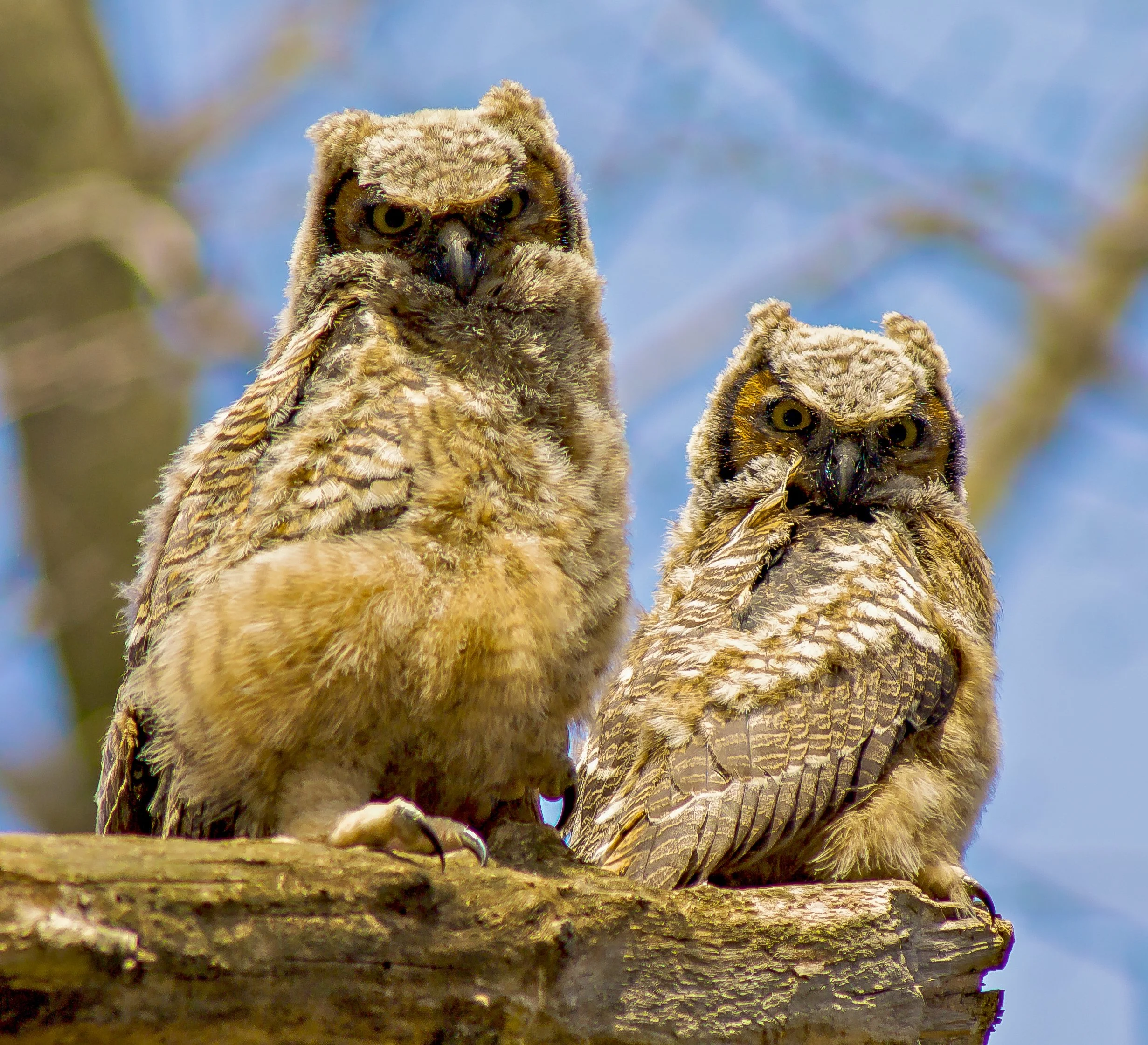 Two young Great Horned Owls perched on a branch, with a blurred background of blue sky and tree branches. Photo by Terry Parker.