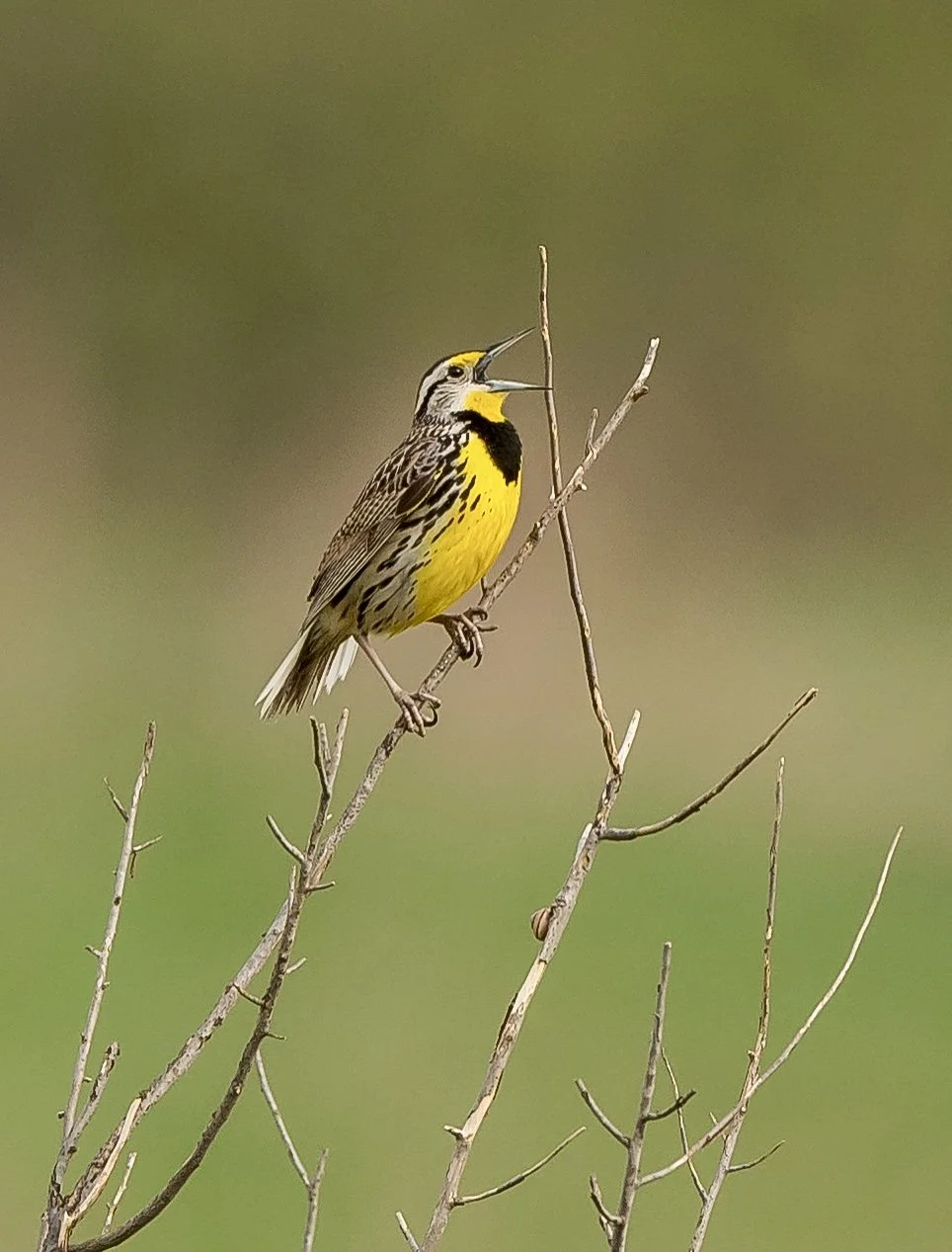 An Eastern Meadowlark perched on a bare branch, singing or calling with its beak open, against a blurred green background in Elgin County, Ontario. Photo by Terry Parker.