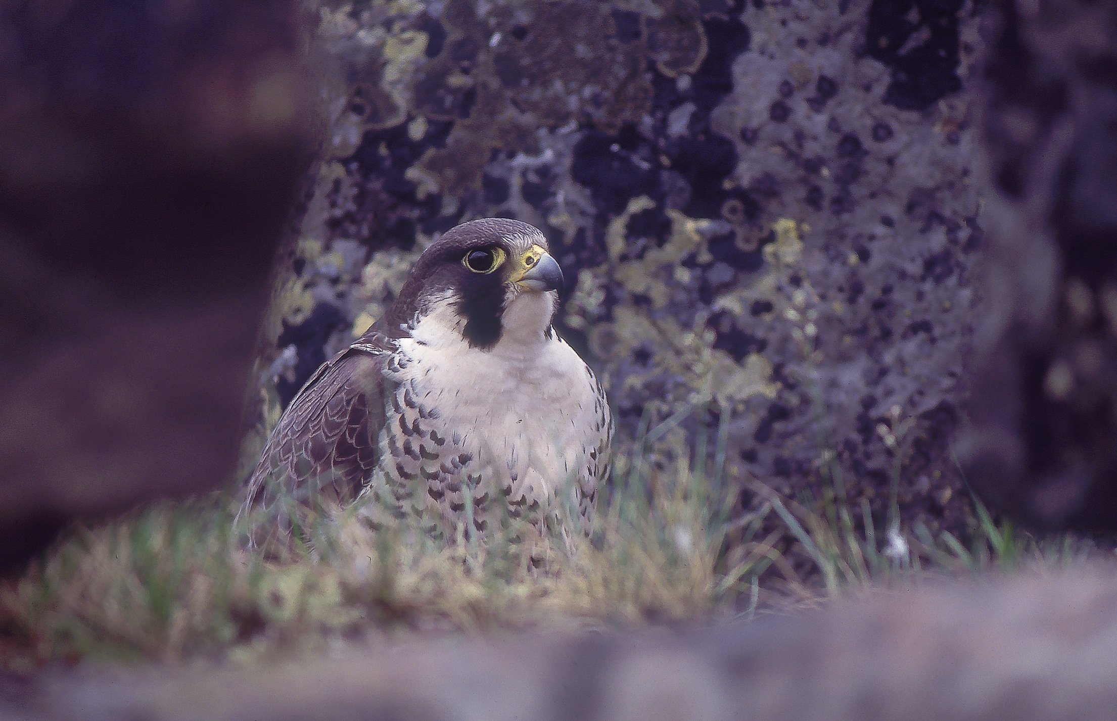 A Peregrine Falcon sitting on the ground among rocks and grass, viewed through a natural opening. Photo by Terry Parker.