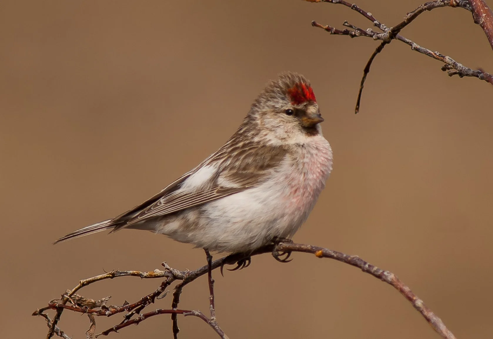 A Hoary Redpoll with a red crest on its head, perched on a branch, with a blurred brownish background in NWT, Canada. Photo by Terry Parker.