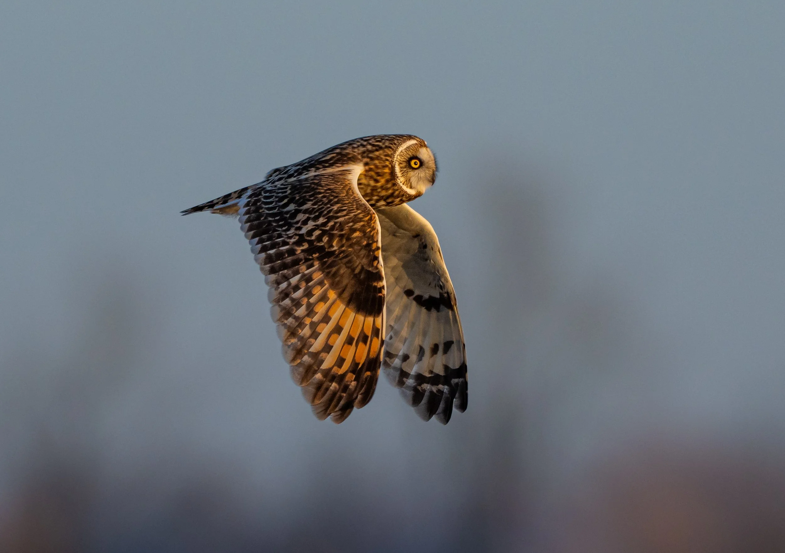 A Short-eared Owl in mid-flight with wings spread, showing detailed feather patterns, against a grayish background. Photo by Terry Parker.