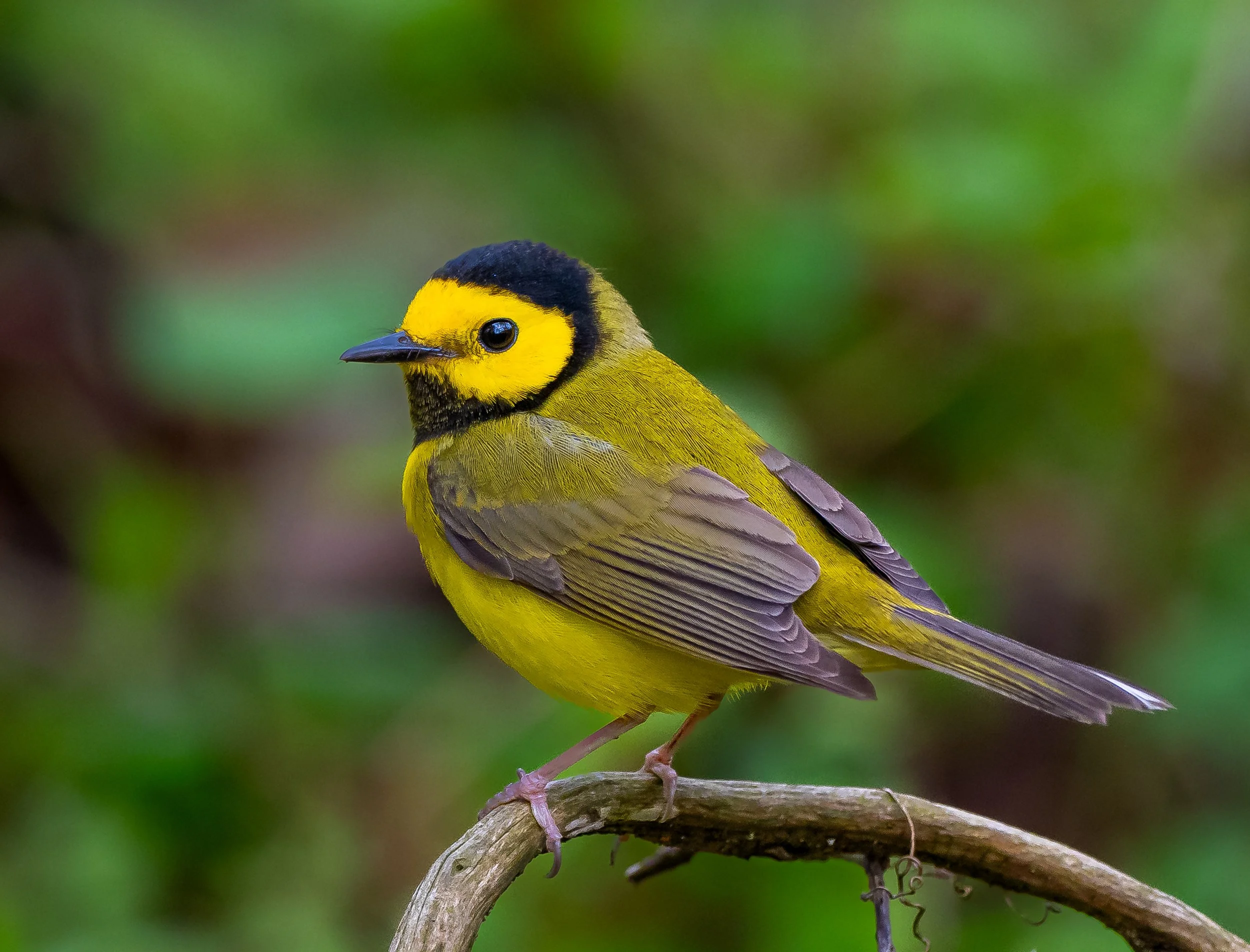 A stunning Hooded Warbler, perched on a branch against a blurred green background, Pt. Pelee National Park. Photo by Terry Parker.