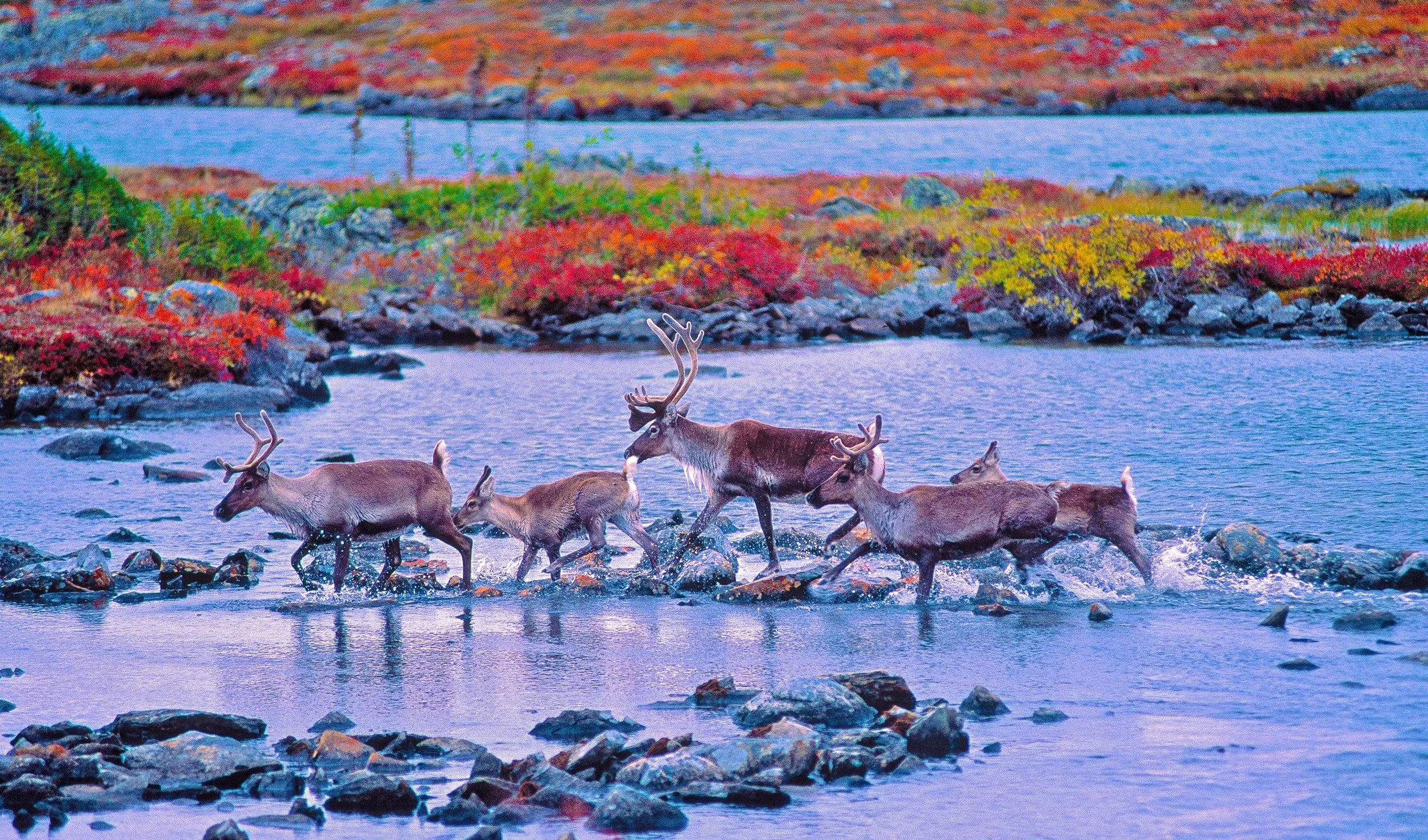 A group of Caribou crossing a shallow river with colorful autumn foliage in the background. Photo by Terry Parker.