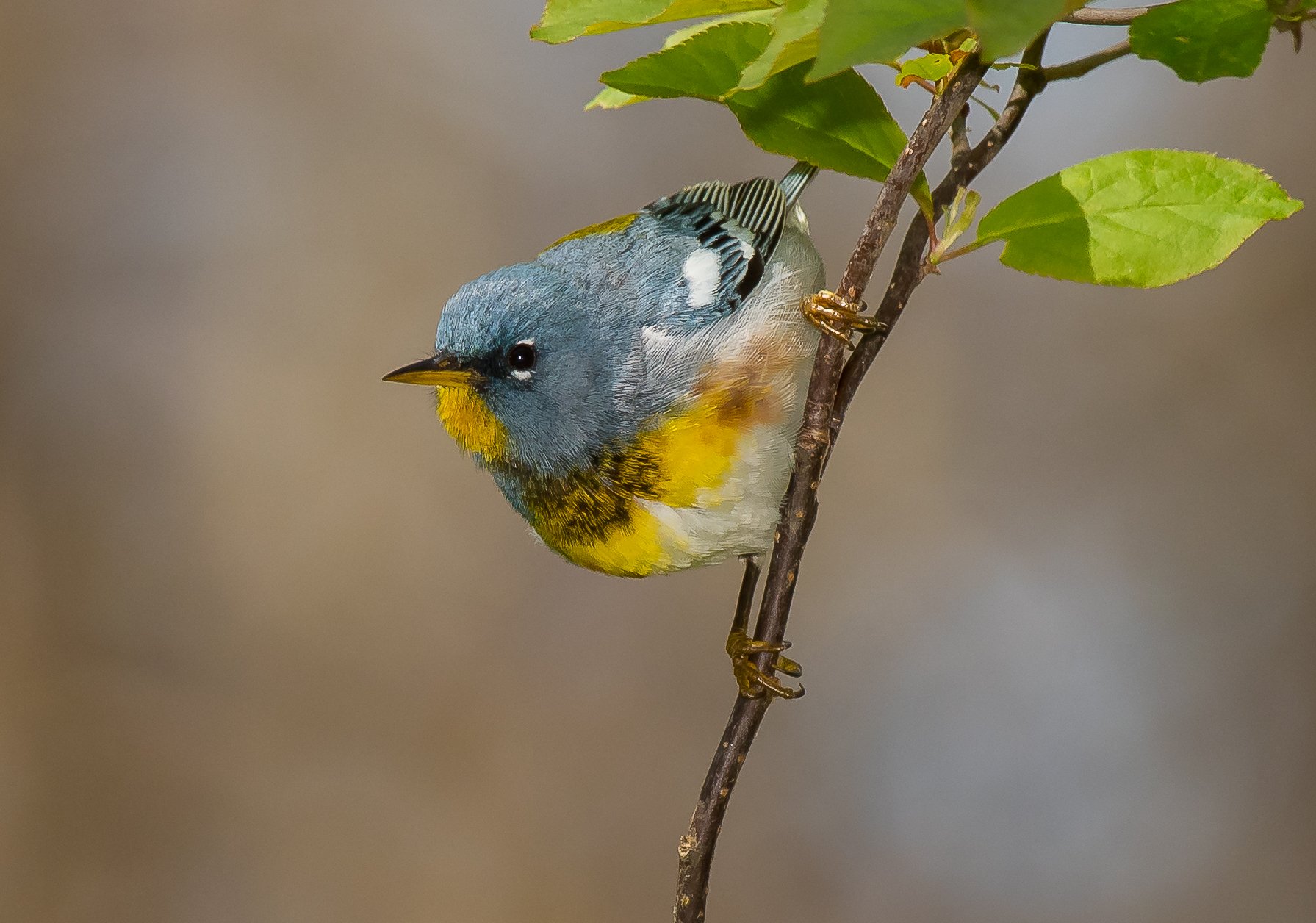 Colorful Northern Parula perched on a branch with green leaves, with a blue head, yellow chest, and black markings. Pt. Pelee National Park. Photo by Terry Parker.