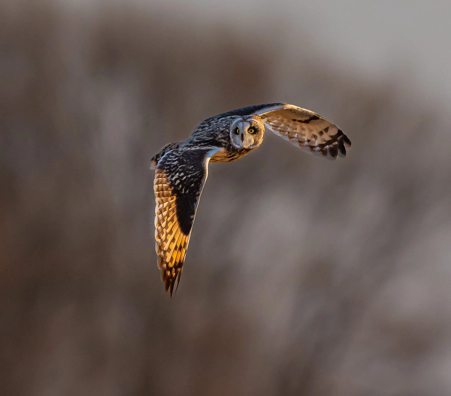 A  Short-eared Owl in flight with wings spread, showing brown and white feathers, set against a blurred natural background near Long Point Provincial Park, Ontario. Photo by Terry Parker.