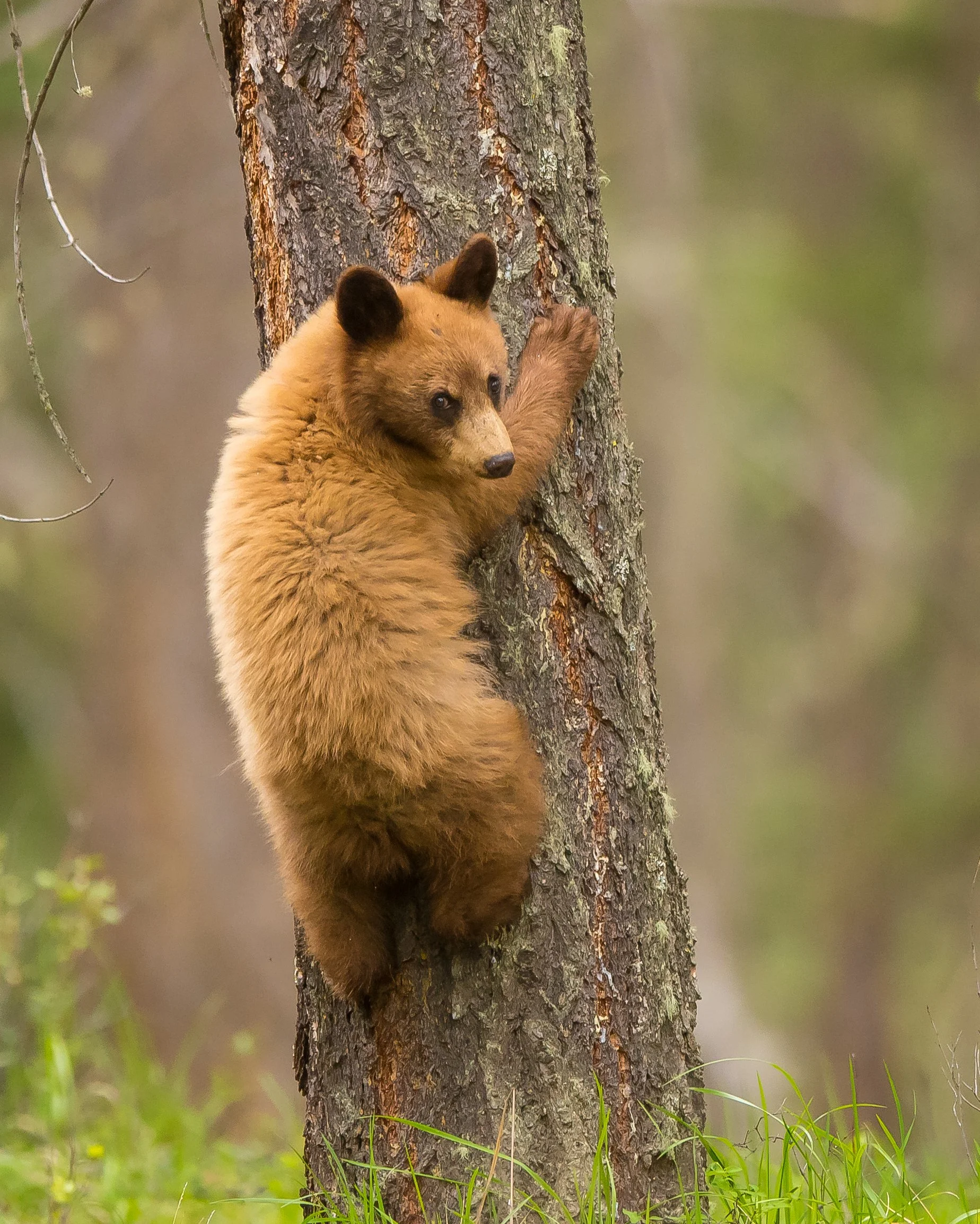 Young black bear climbing a tree in a forested area in Jasper National Park. Photo by Terry Parker.