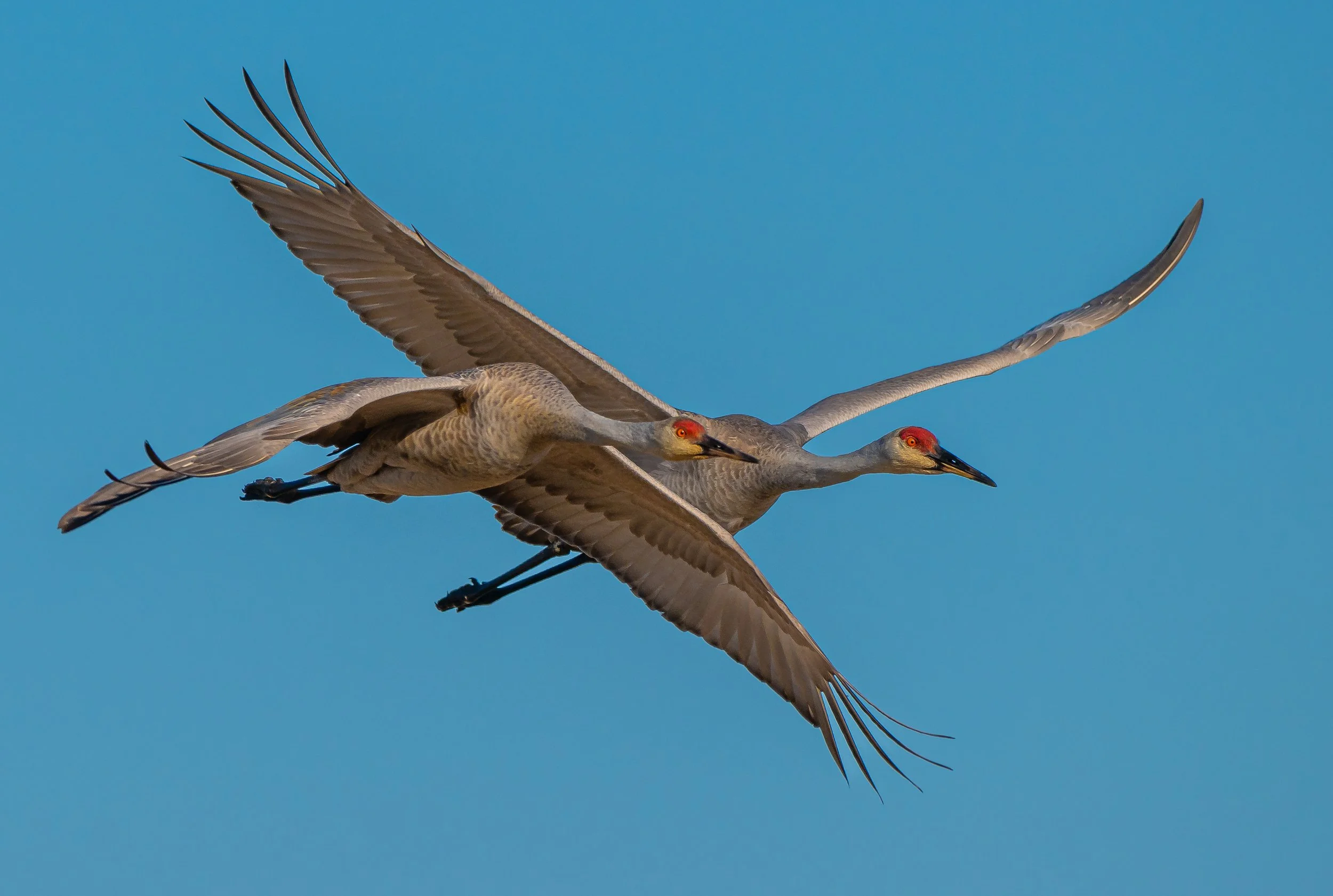 Two Sandhill Cranes flying together against a blue sky in Norfolk County, Ontario. Photo by Terry Parker.