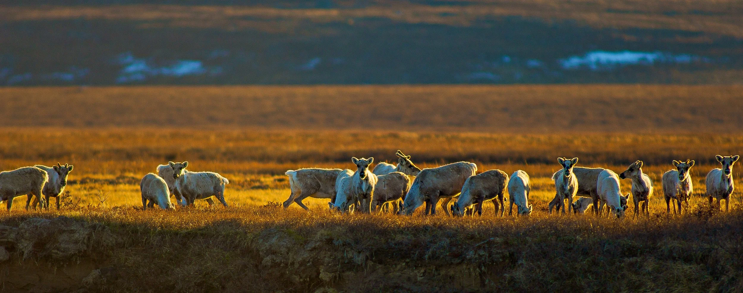 Group of caribou grazing on grass in a field at sunset with dark clouds in the background. Photo by Terry Parker.