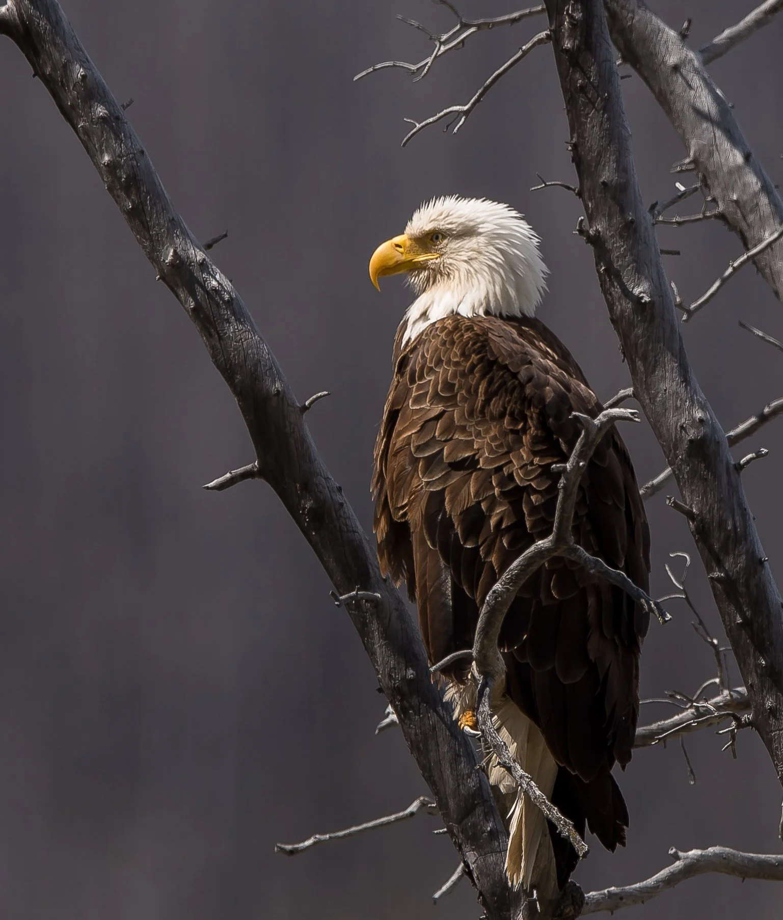 An adult Bald Eagle perched on a dark, leafless tree branch, facing left with a focused expression in Jasper National Park, Alberta, Canada. Photo by Terry Parker.