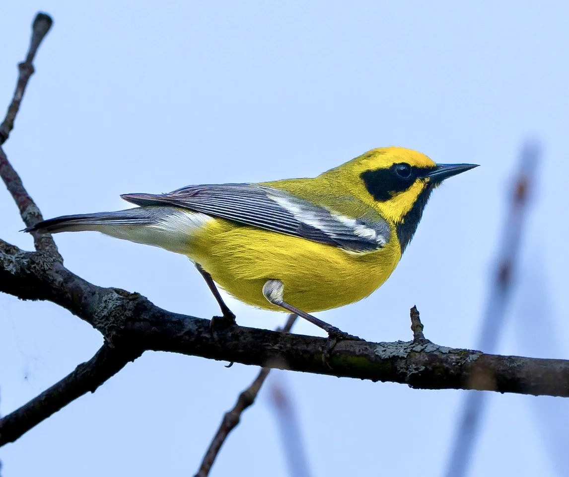Lawrence's Warbler.jpeg