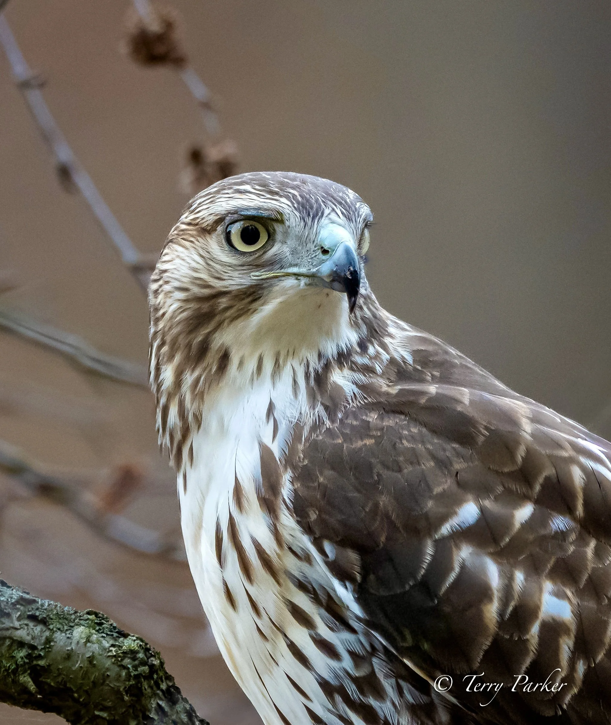 Close-up of a Red-tailed hawk perched on a branch with a focused expression, brown and white feathers, and a yellow eye in Elgin County, Ontario. Photo by Terry Parker.