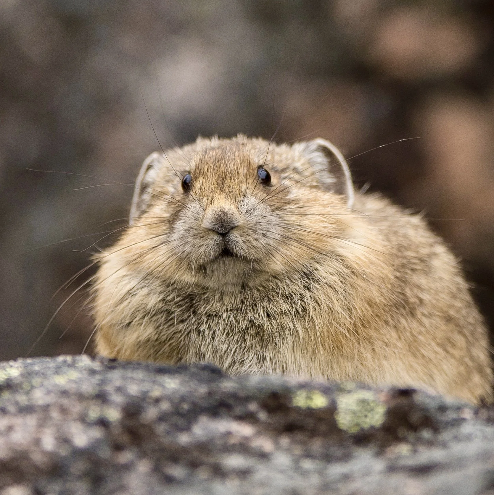 Close-up of a pika resting on a rock, with a blurred natural background taken in Jasper National Park. Photo by Terry Parker.