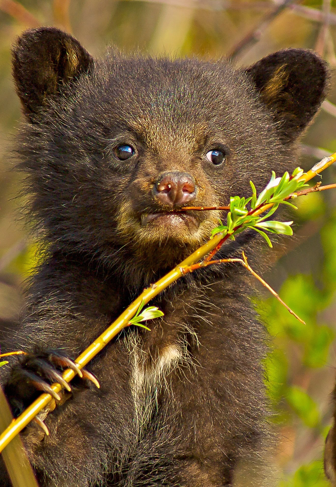 Close-up of a young black bear cub holding a thin branch with green leaves, with a background of trees and foliage. Photo by Terry Parker.