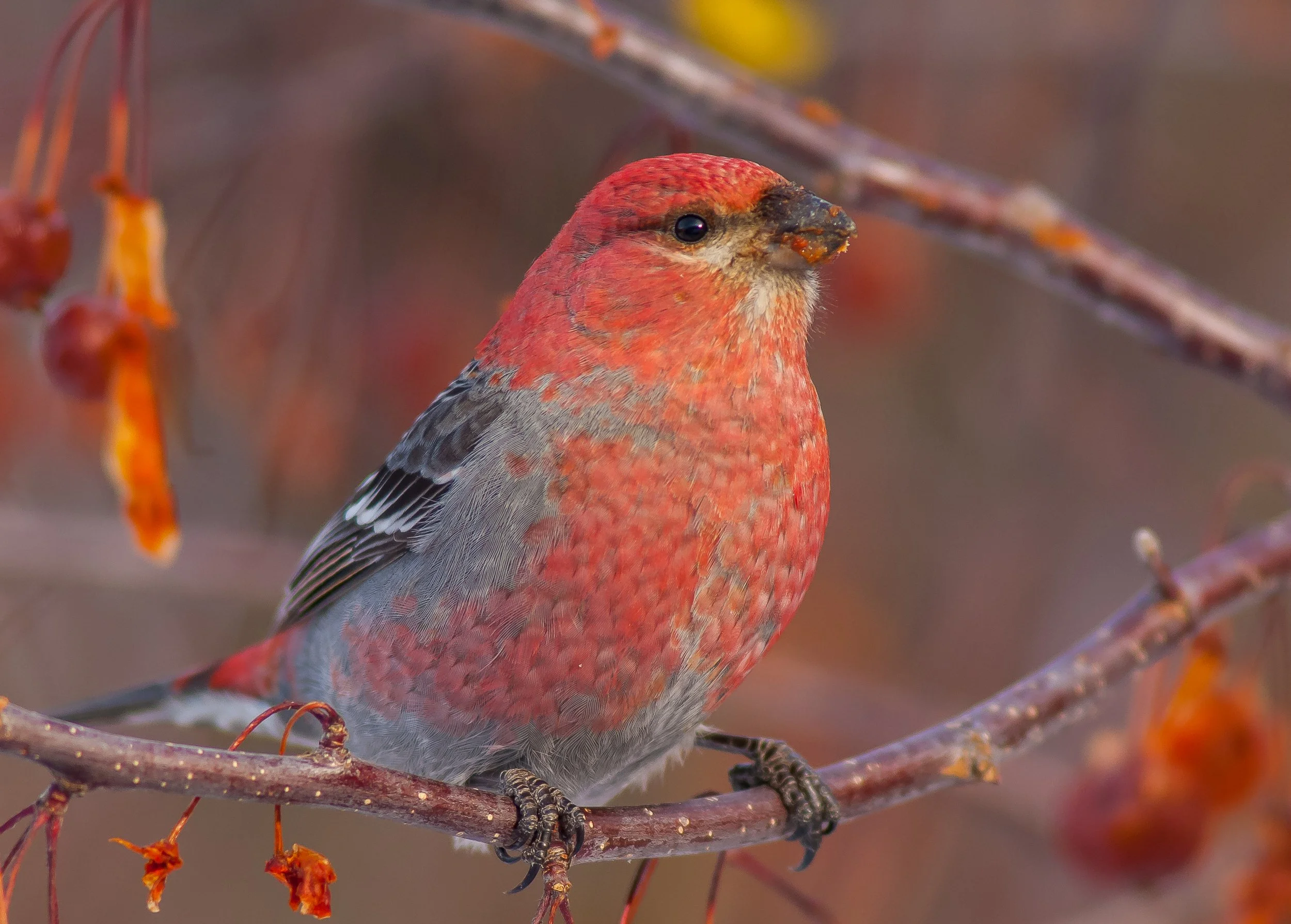 A close-up of a male Pine Grosbeak with mottled red and gray feathers perched on a branch with orange dried berries in Fernie, BC, Canada. Photo by Terry Parker.