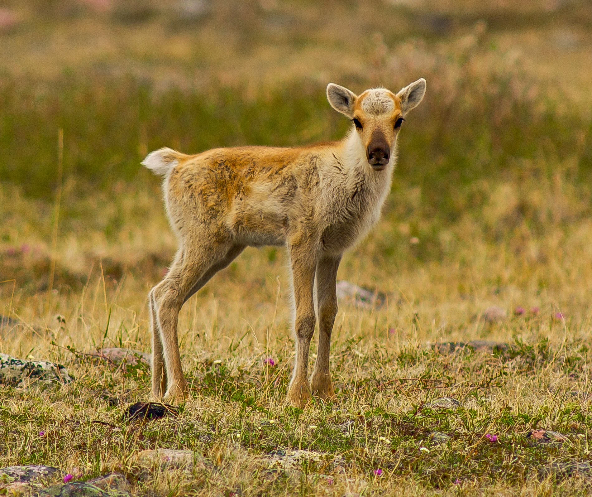 Young caribou calf standing on tundra, looking towards the camera. Photo by Terry Parker.