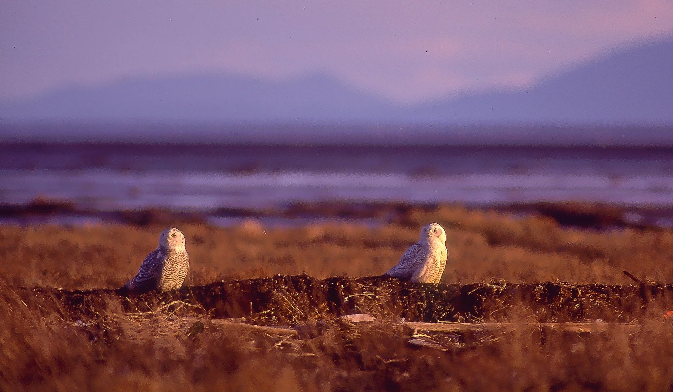 Two Snowy Owls sitting on a dirt mound at dusk with the ocean and a purple sky in the background. Photo by Terry Parker.