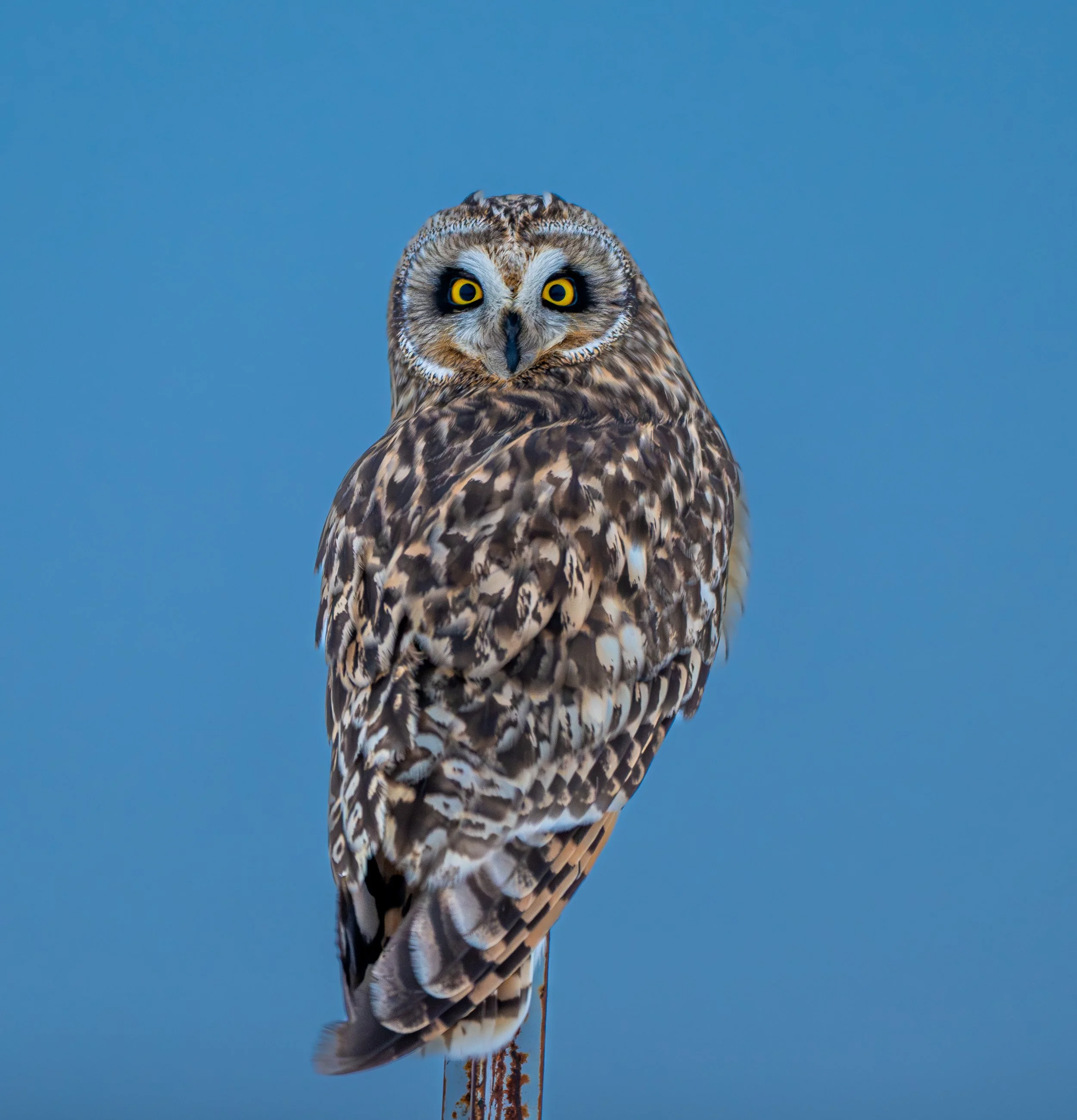 A close-up of a Short-eared Owl perched on a post against a blue sky, looking directly at the camera. Photo by Terry Parker.