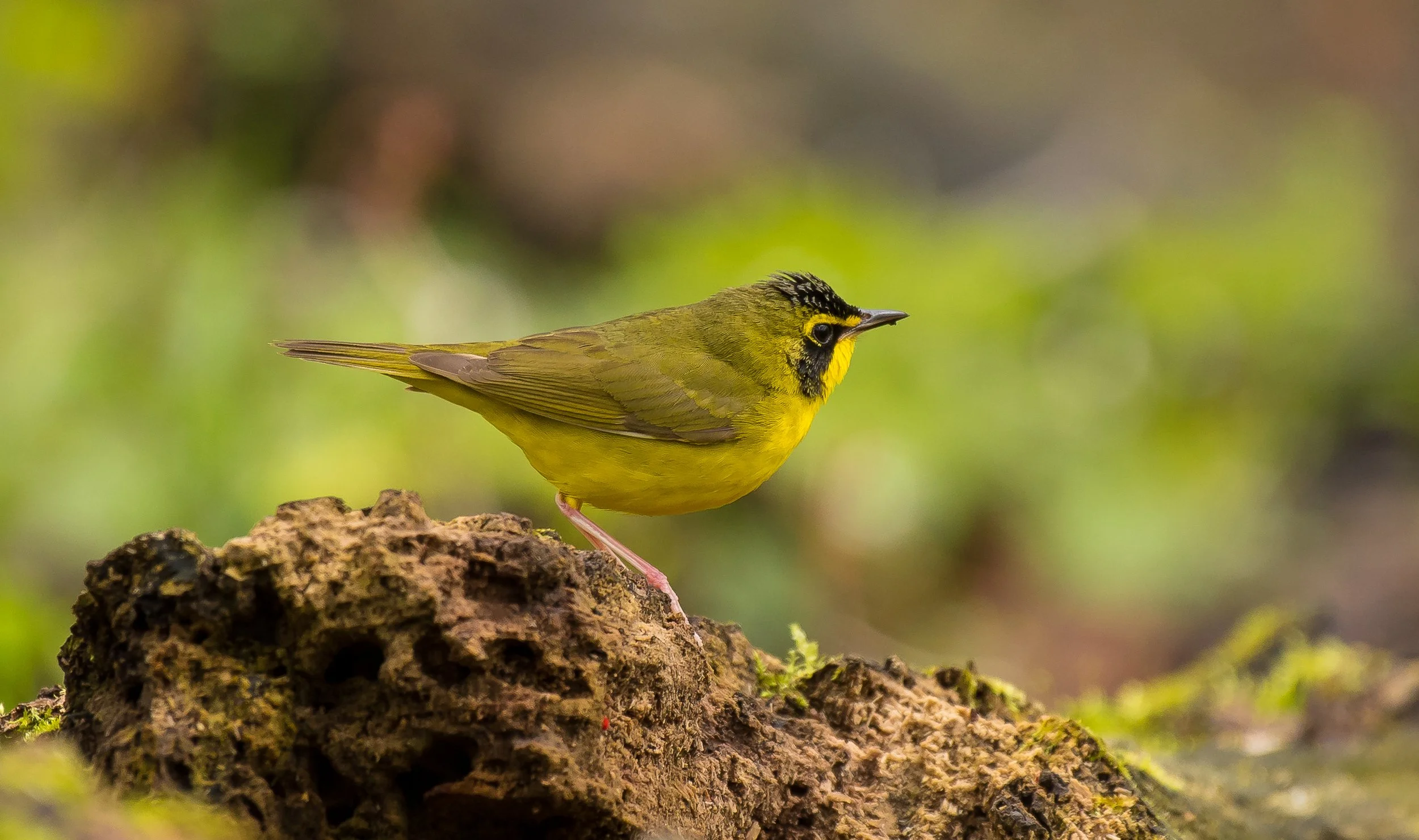 A Kentucky Warbler perched on a brown, textured log in a natural setting with blurred green background. Pt. Pelee National Park. Photo by Terry Parker.