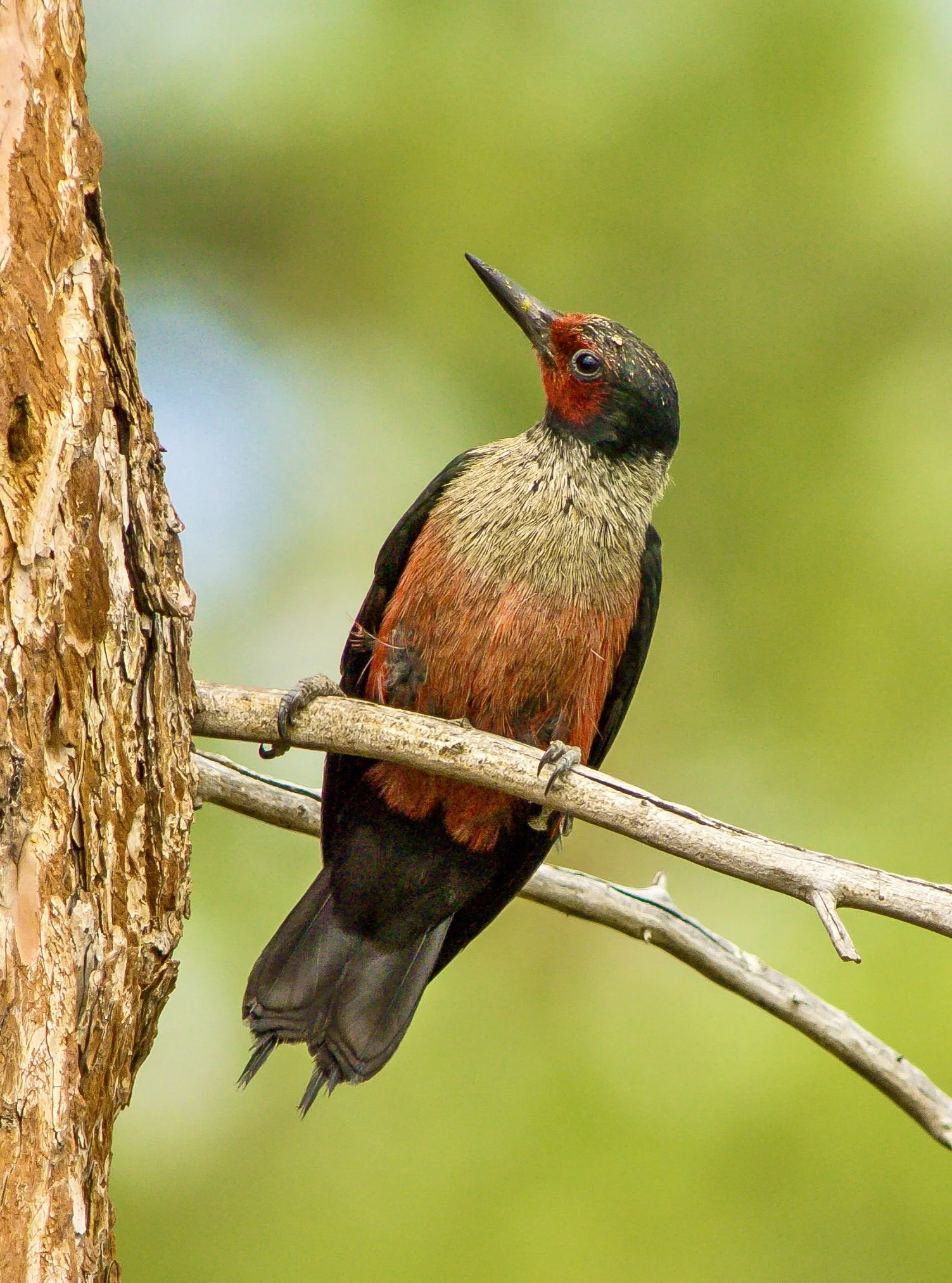 Lewis's Woodpecker sitting on a small branch, taken in East Kootenay's in BC by Terry Parker.