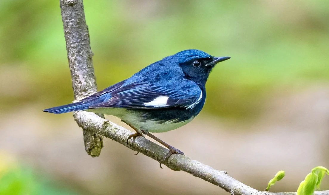 A Black-throated Blue Warbler perched on a thin branch facing right, taken in Pt. Pelee National Park. Photo by Terry Parker.