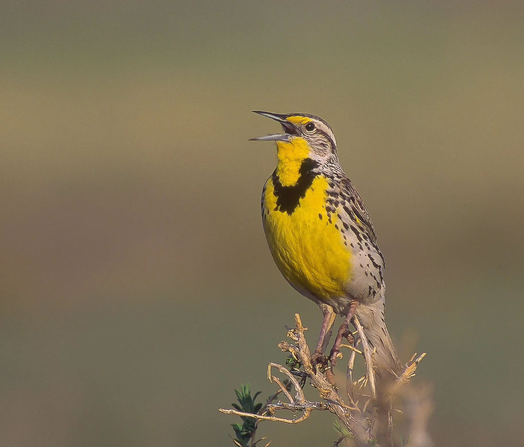 A Western Meadowlark with bright yellow chest and a speckled brown and black back perched on a small branch, with an open beak, singing or calling. Photo by Terry Parker. 