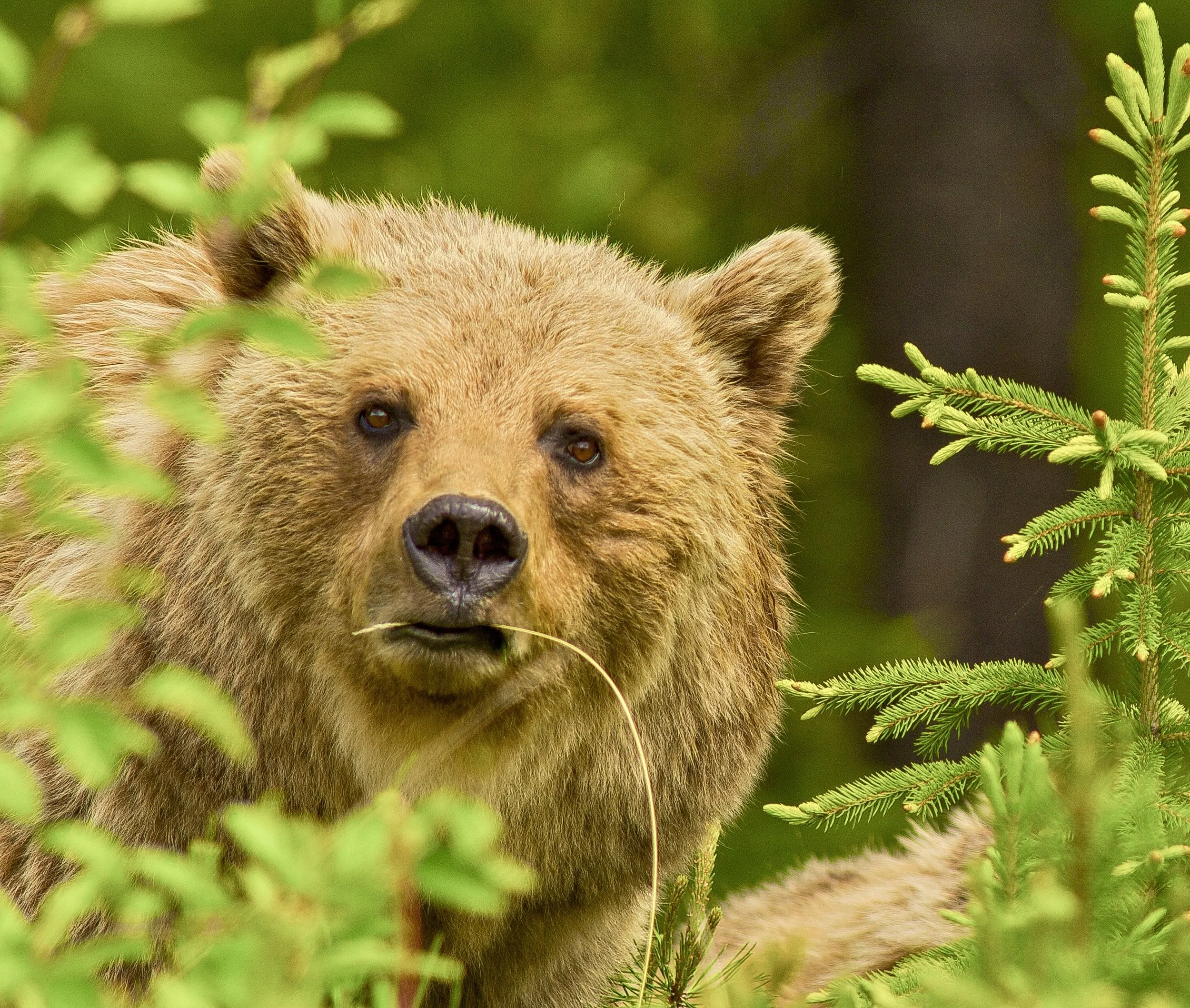 A Grizzly bear in a forest surrounded by green foliage. Photo by Terry Parker.