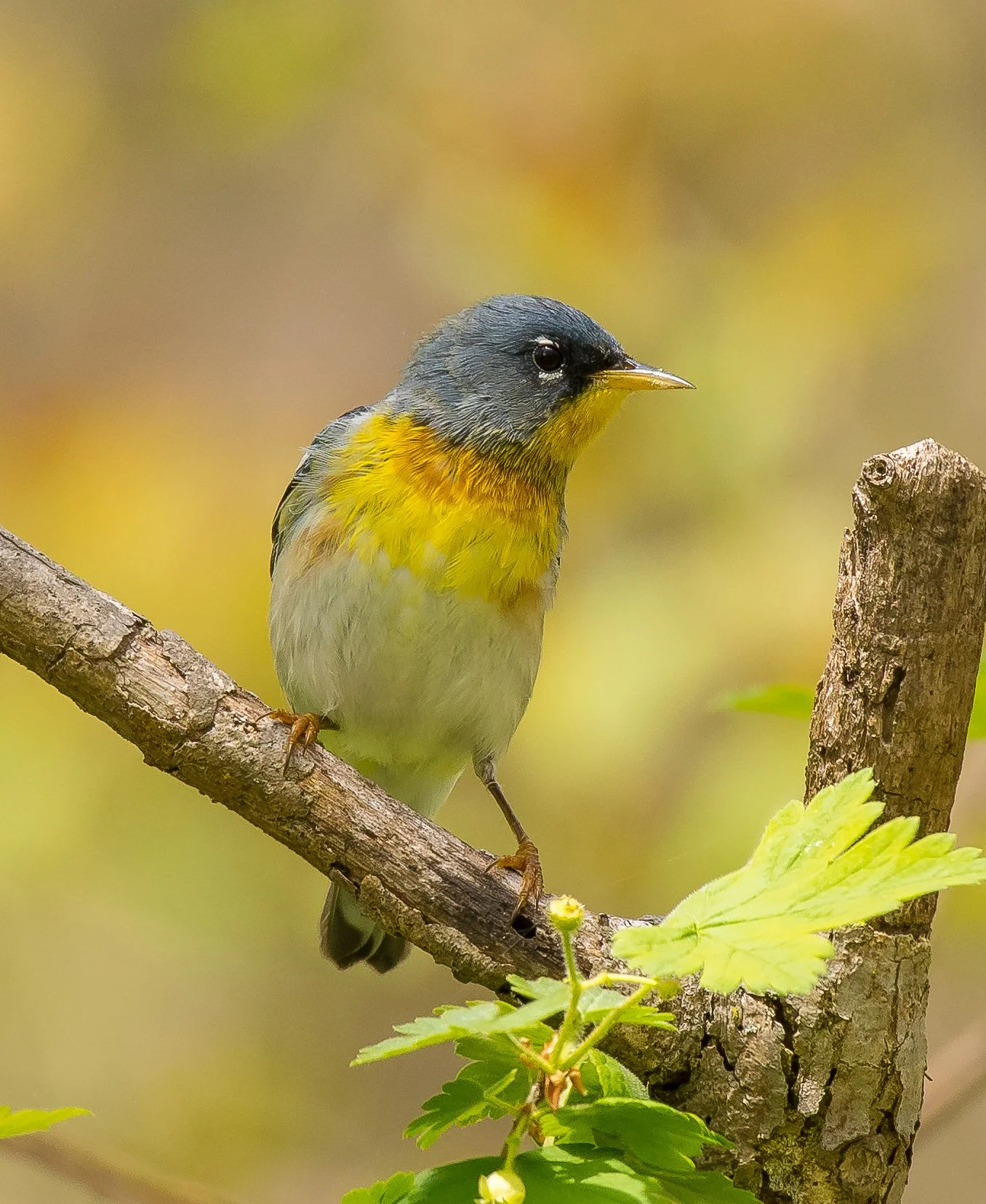 A Northern Parula featuring a grey head, yellow breast, and olive-green wings perched on a tree branch. Pt. Pelee National Park. Photo by Terry Parker.