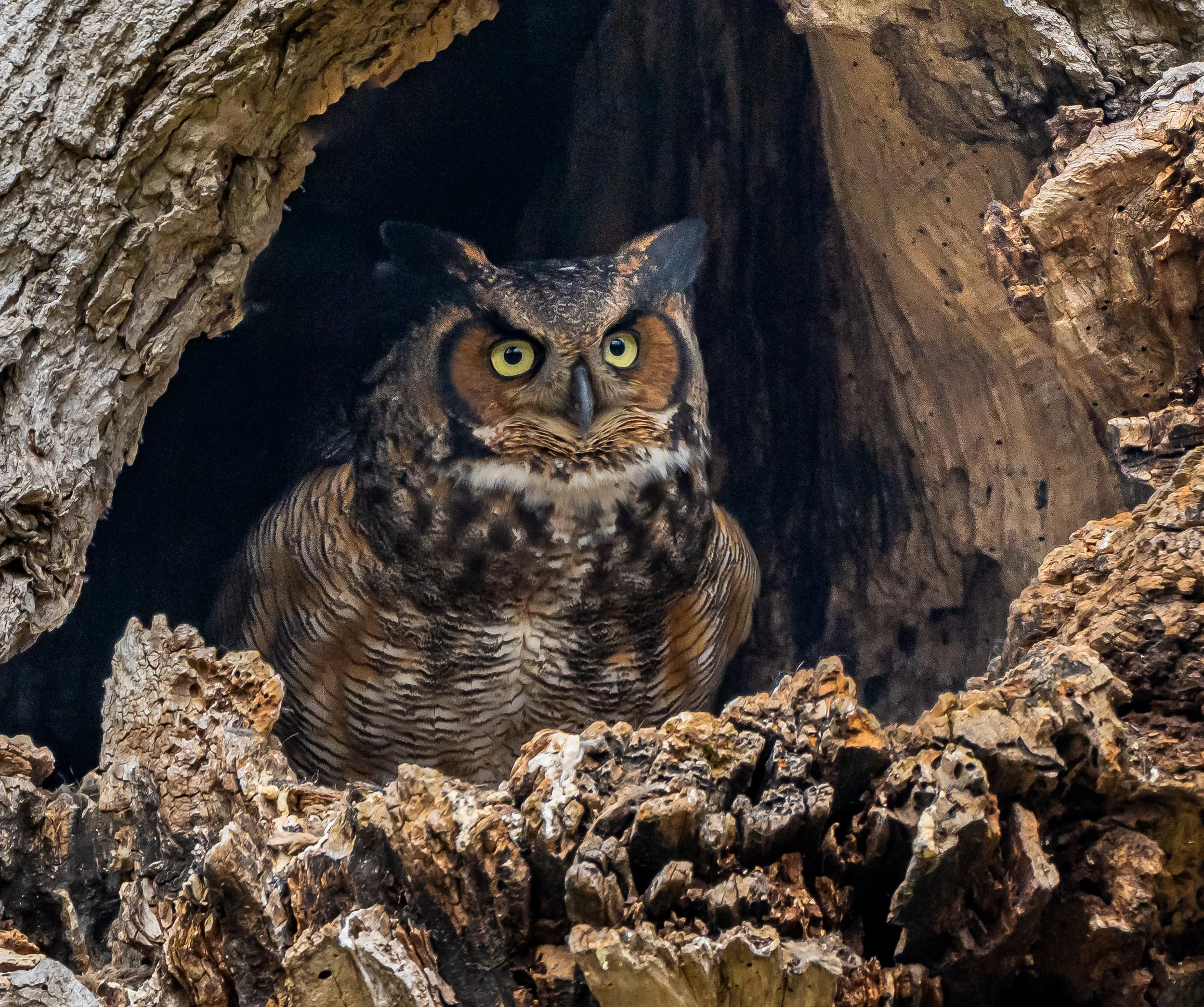 A close-up of a Great Horned Owl nestled inside a tree hollow, with detailed feathers and piercing yellow eyes. Photo by Terry Parker.