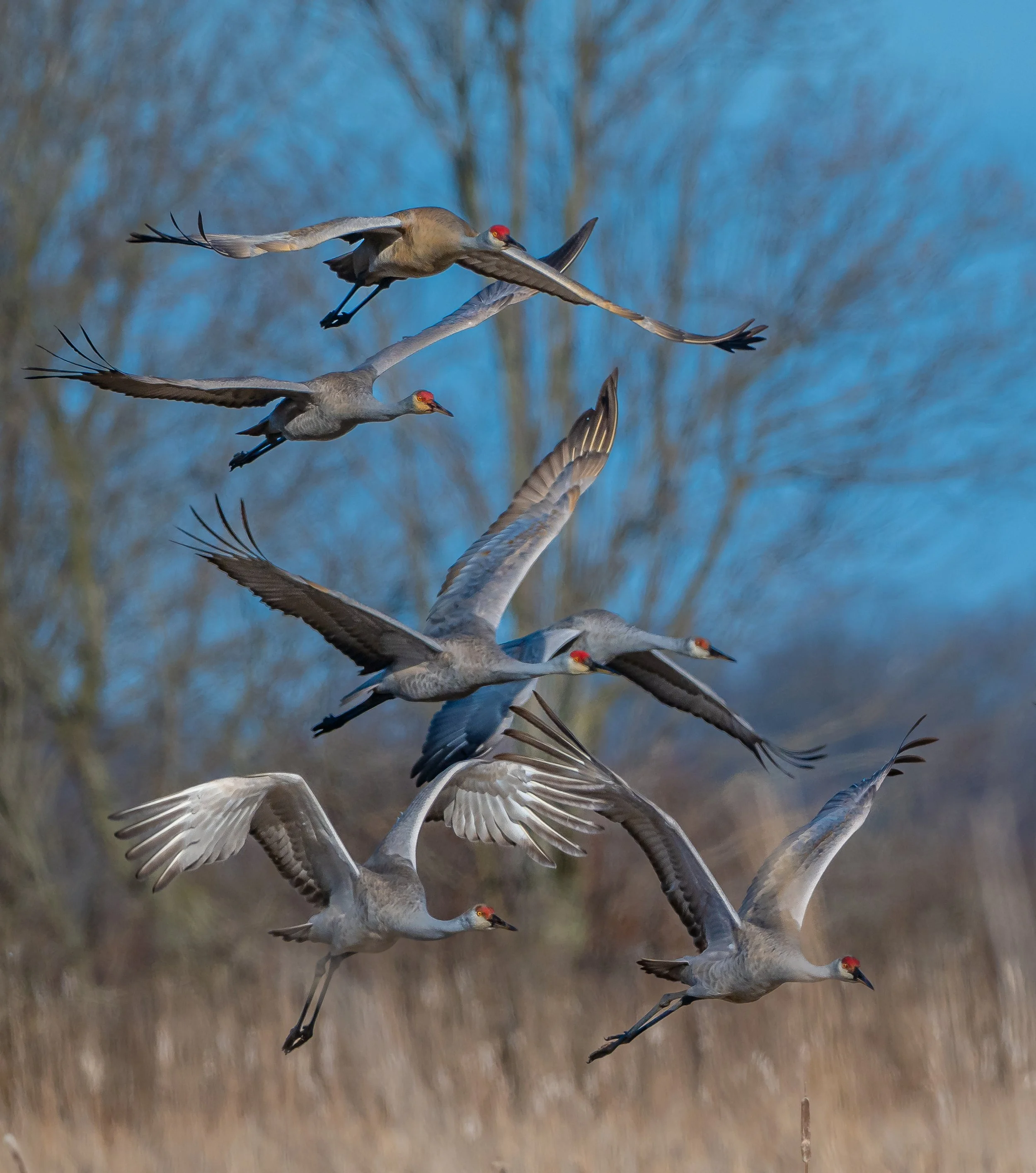 Group of Sandhill Cranes flying in the sky with trees in the background in Norfolk County, Ontario. Photo by Terry Parker.