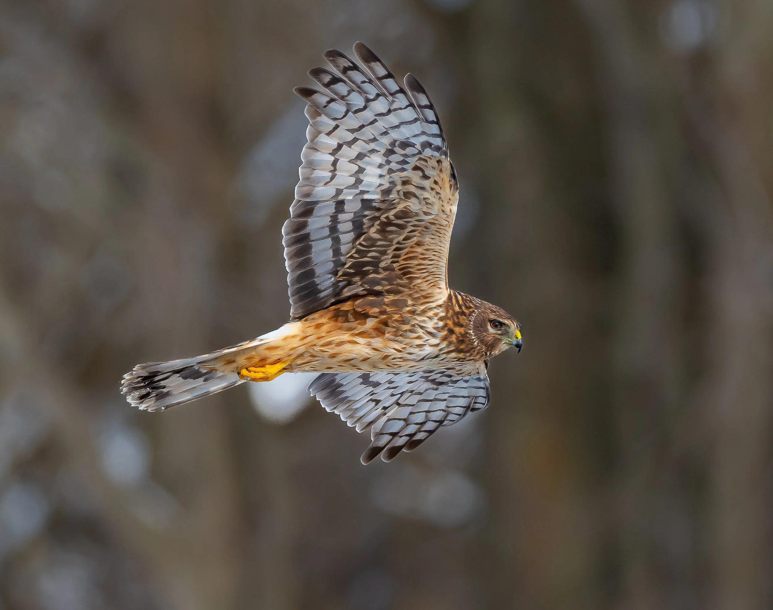 A Northern Harrier, a Bird of prey/raptor, in flight with brown and tan feathers and black tipped wings, yellow legs, and a sharp beak, against a blurred natural background in Oxford County, Ontario. Photo by Terry Parker.