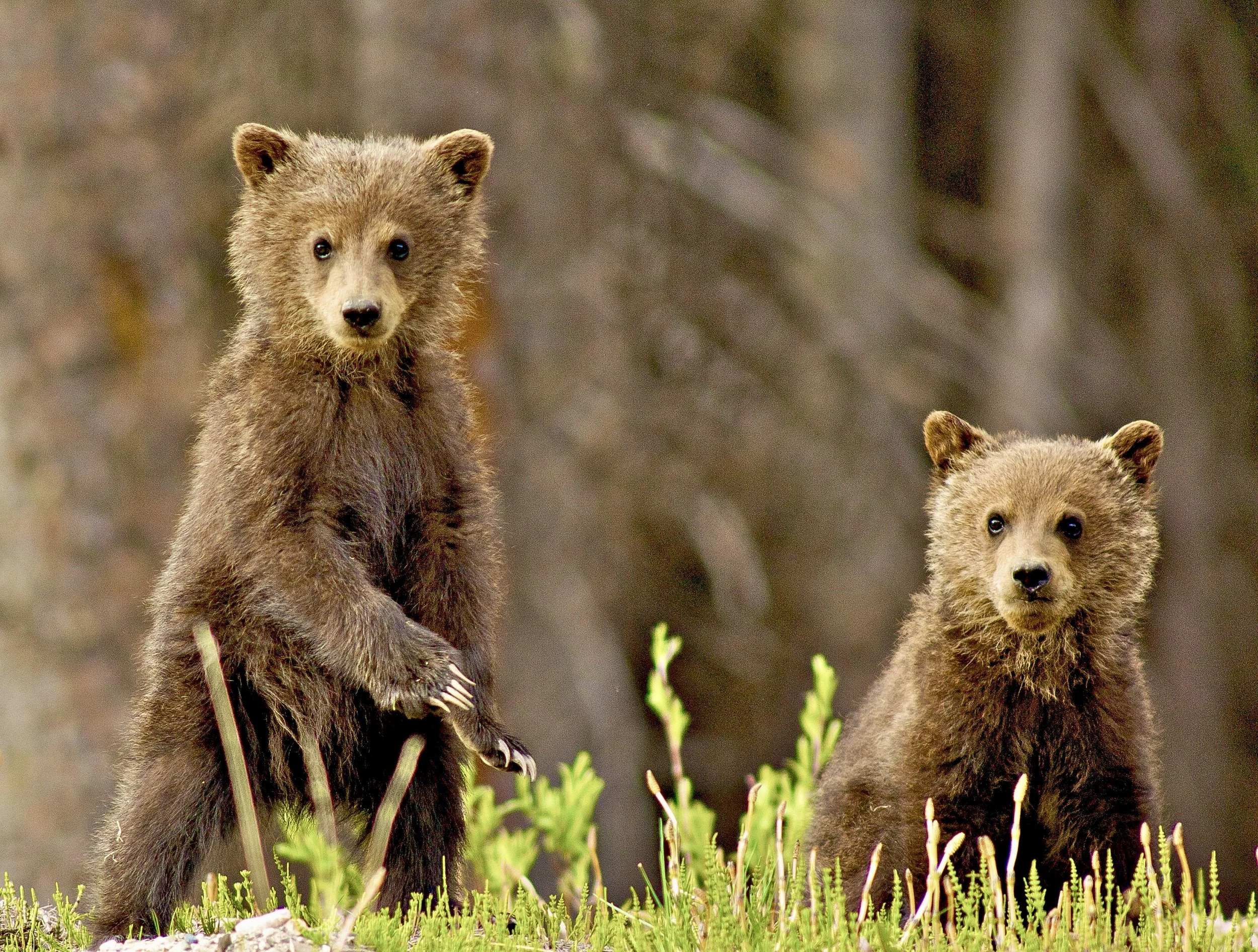 Two Grizzly bear cubs standing in tall grass in a forested area. Photo by Terry Parker.