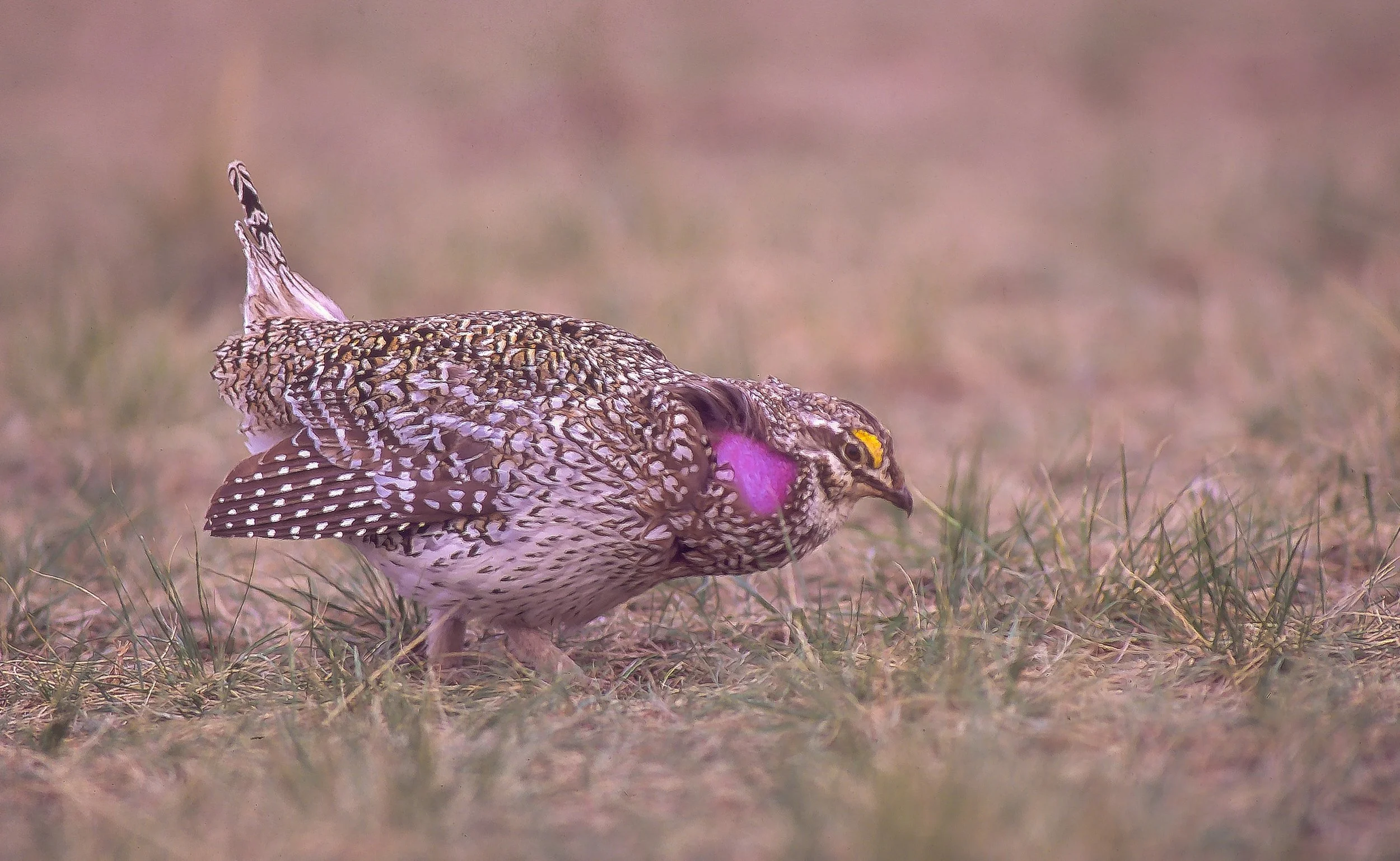 A sharp-tailed grouse on the ground in a grassy area. Photo by Terry Parker.