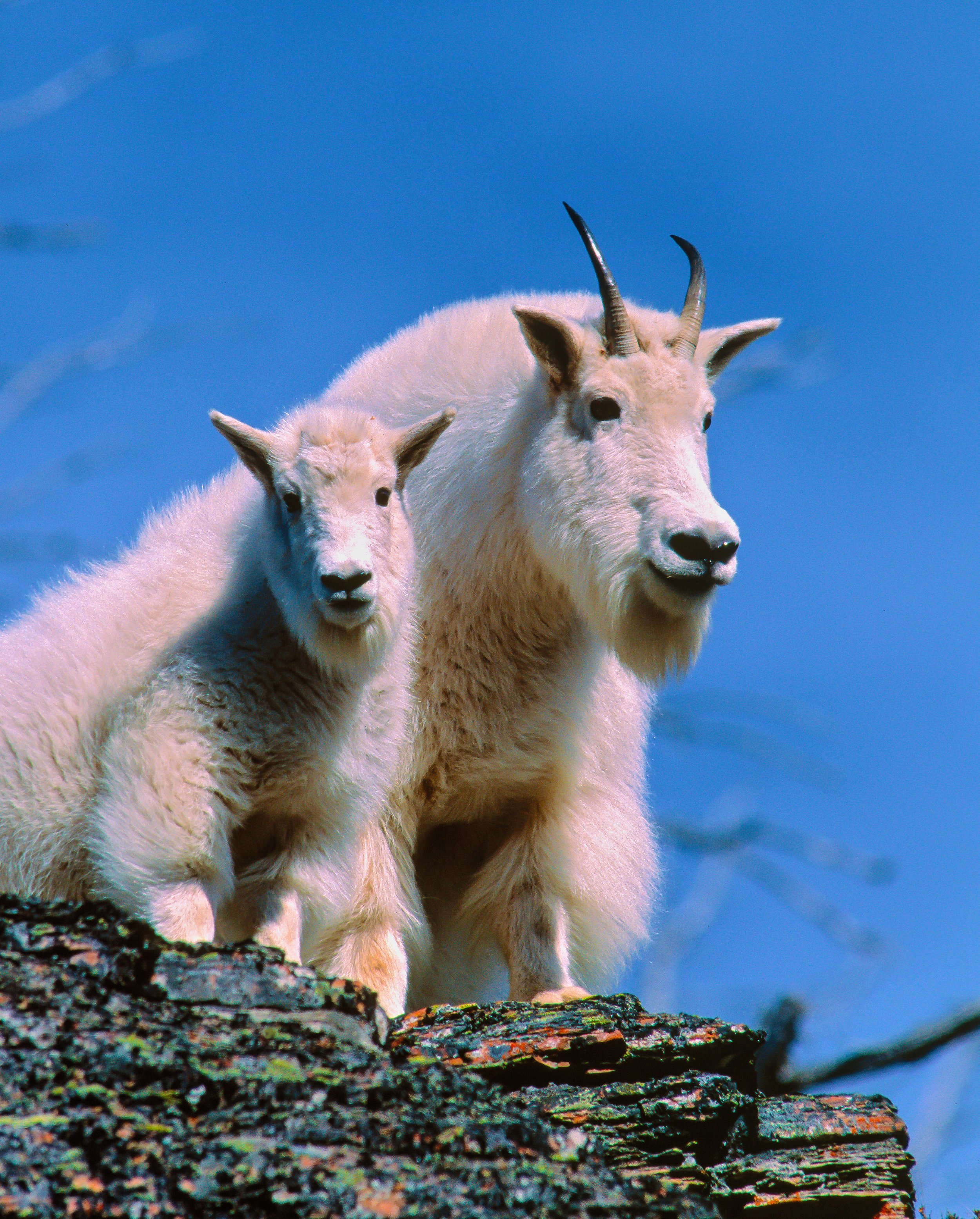 Two Mountain Goats standing on a rocky ledge against a blue sky, with the larger adult goat having curved horns and the smaller kid goat beside it. Photo by Terry Parker.