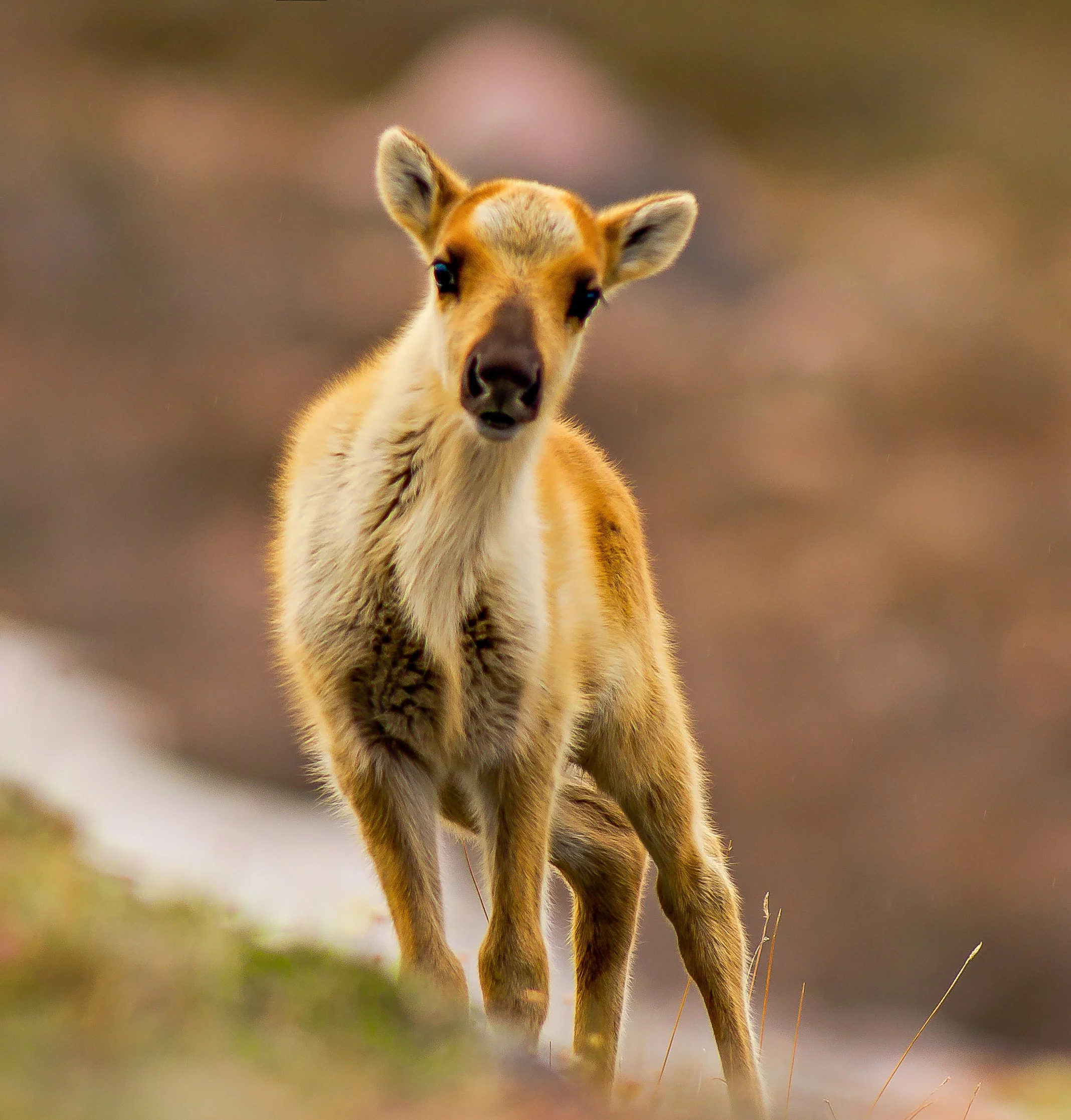 A young Caribou calf standing on the tundra with a blurred natural background. Photo by Terry Parker.