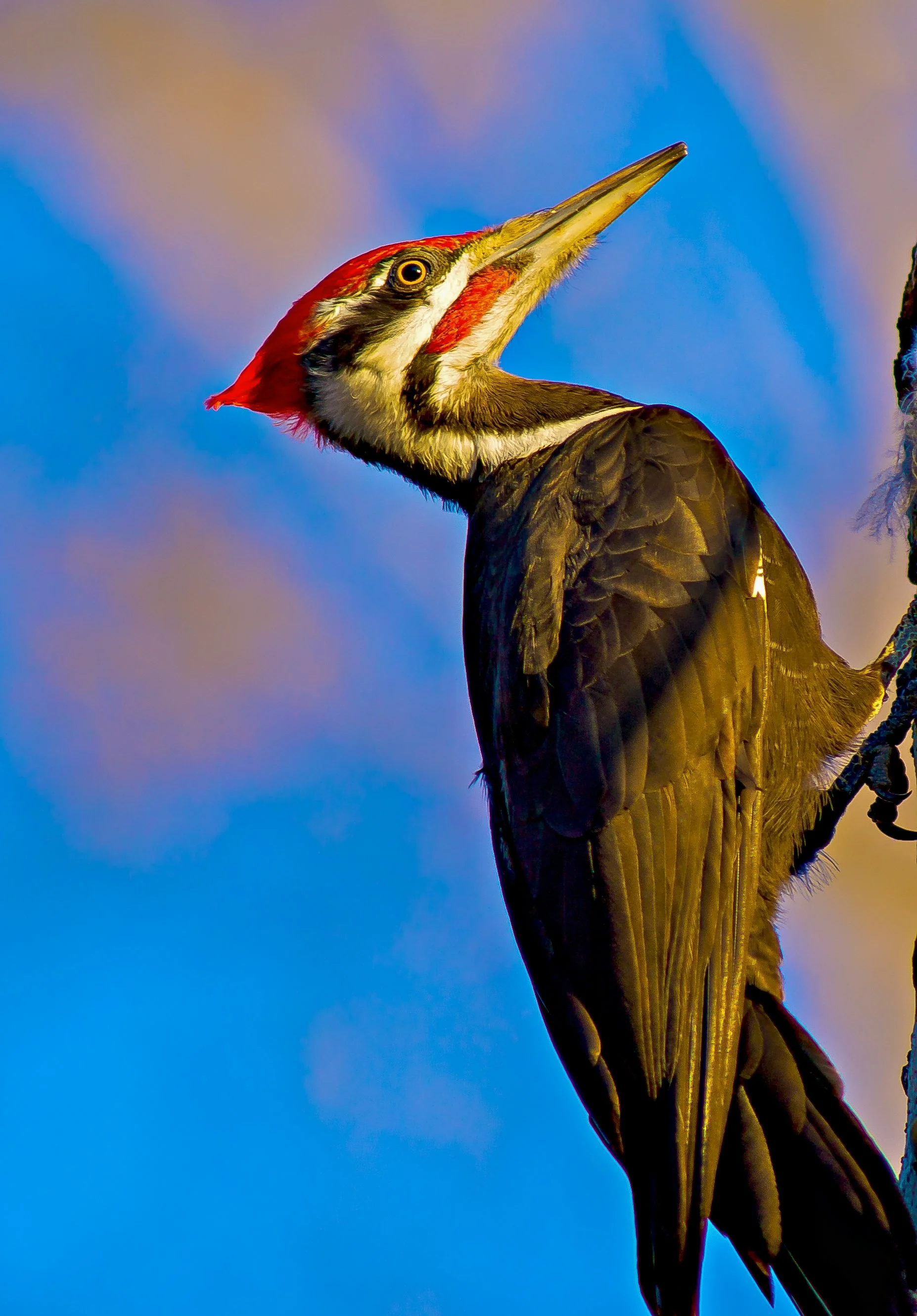 A Pileated Woodpecker with a red head, black and white face, yellow eye, and dark feathers, perched on a tree against a blue sky background in British Columbia, Canada. Photo by Terry Parker. 
