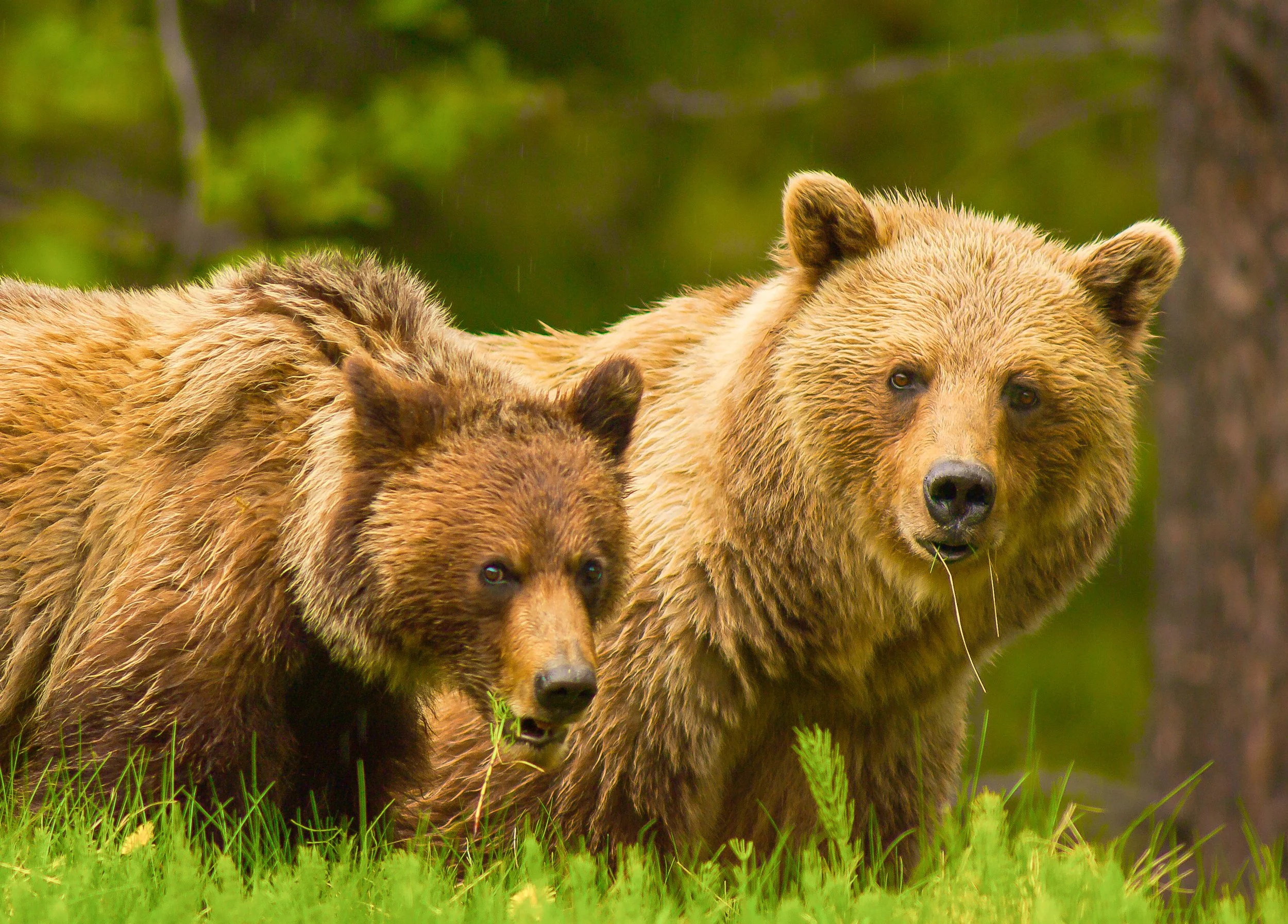 Two Grizzly bears standing in green grass with a blurred forest background. Photo by Terry Parker.