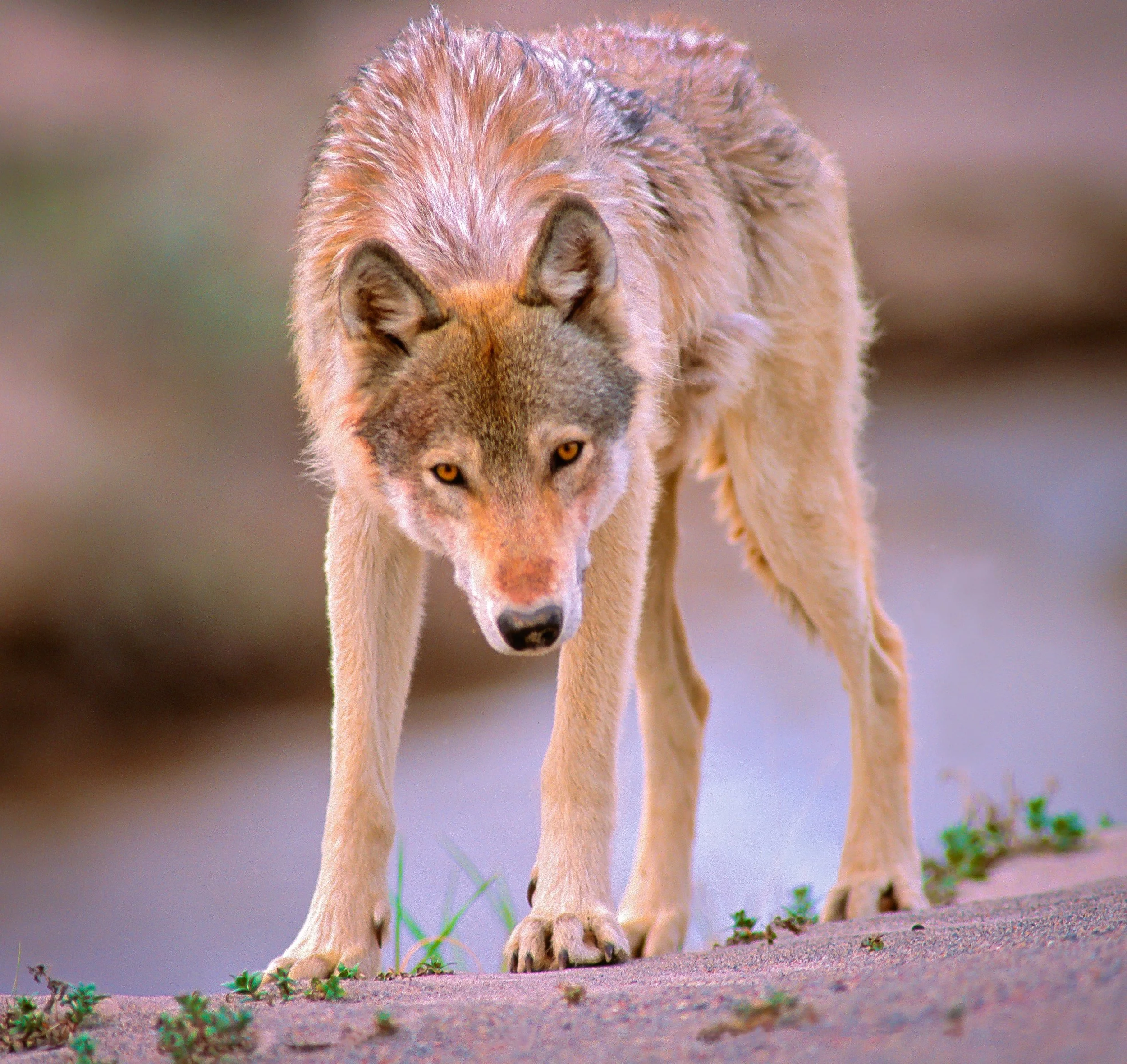 A wolf walking on an sandy esker with small green plants, looking directly at the camera with intense yellow eyes. Photo by Terry Parker.