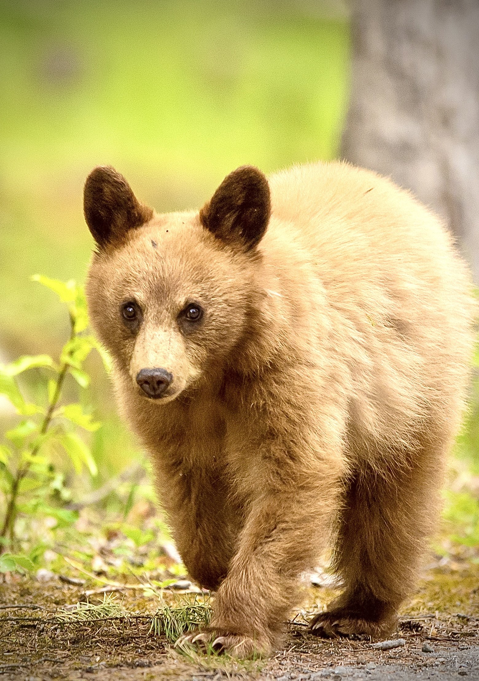 A young black bear walking outdoors on green foliage in Jasper National Park. Photo by Terry Parker.