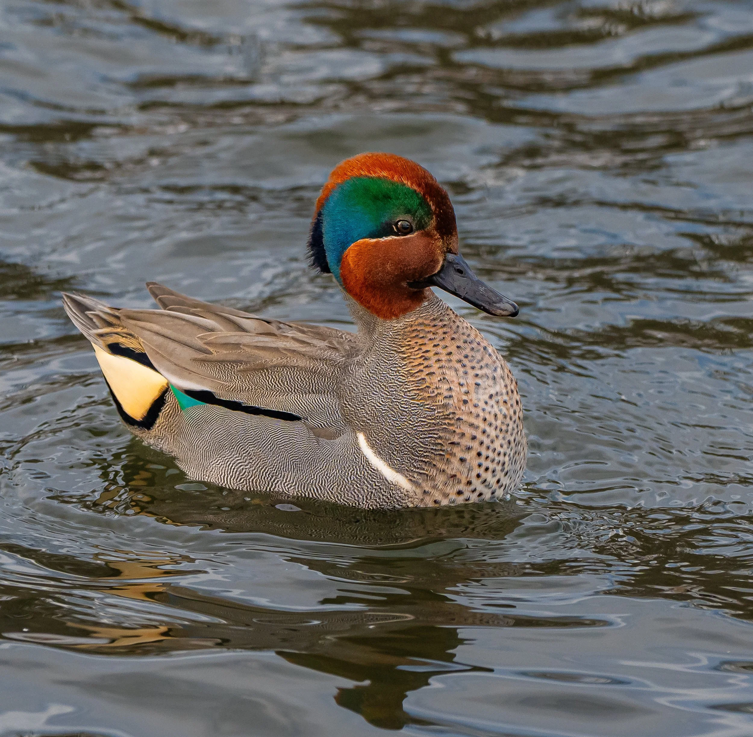 A colorful Green-winged Teal Duck swimming in water, with a bright green and blue head, brown face, and beige body with black and white markings in Middlesex County, Ontario. Photo by Terry Parker.