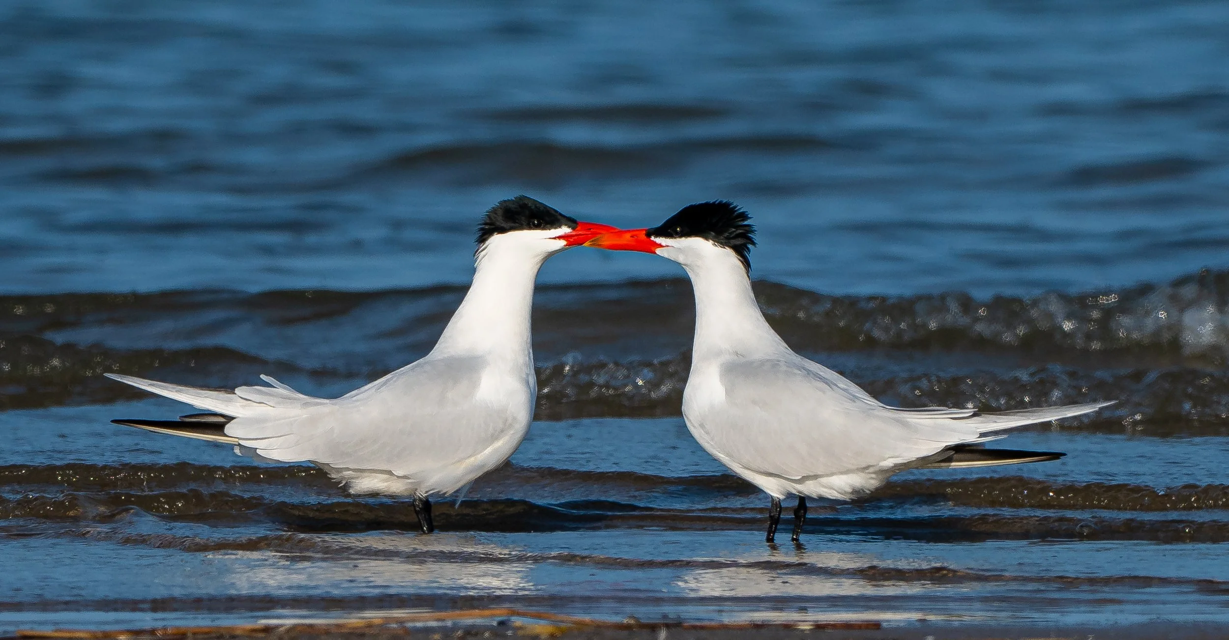 Two adult Caspian Terns with black and white feathers and bright red-orange beaks face each other on the shoreline, touching beaks, with water and small waves in the background in Turkey Point, Ontario. Photo by Terry Parker.
