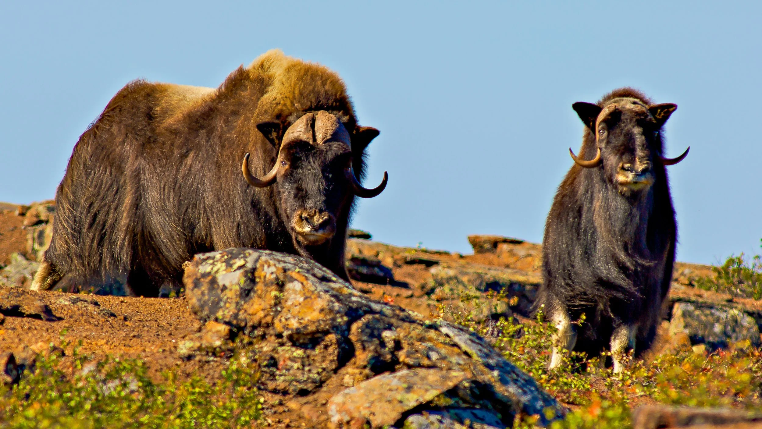 Two Muskoxen on rocky terrain under a clear sky, both with thick brown and black fur and curved horns in the NWT. Photo by Terry Parker.