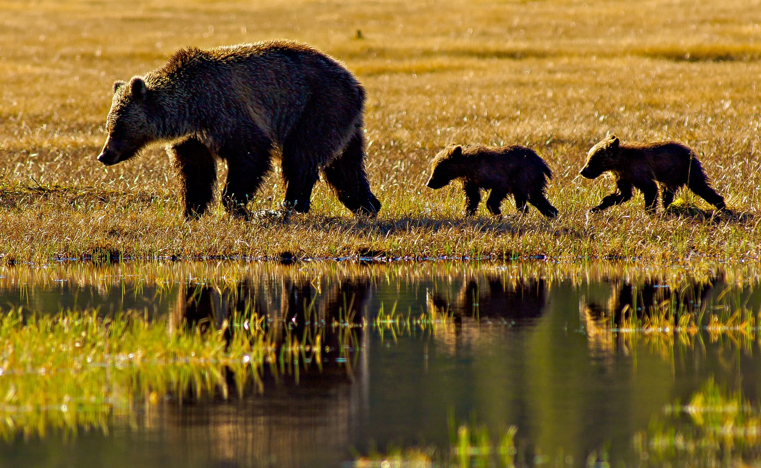 A Grizzly bear followed by her two cubs along a grassy shoreline near a body of water at sunrise. Photo by Terry Parker.