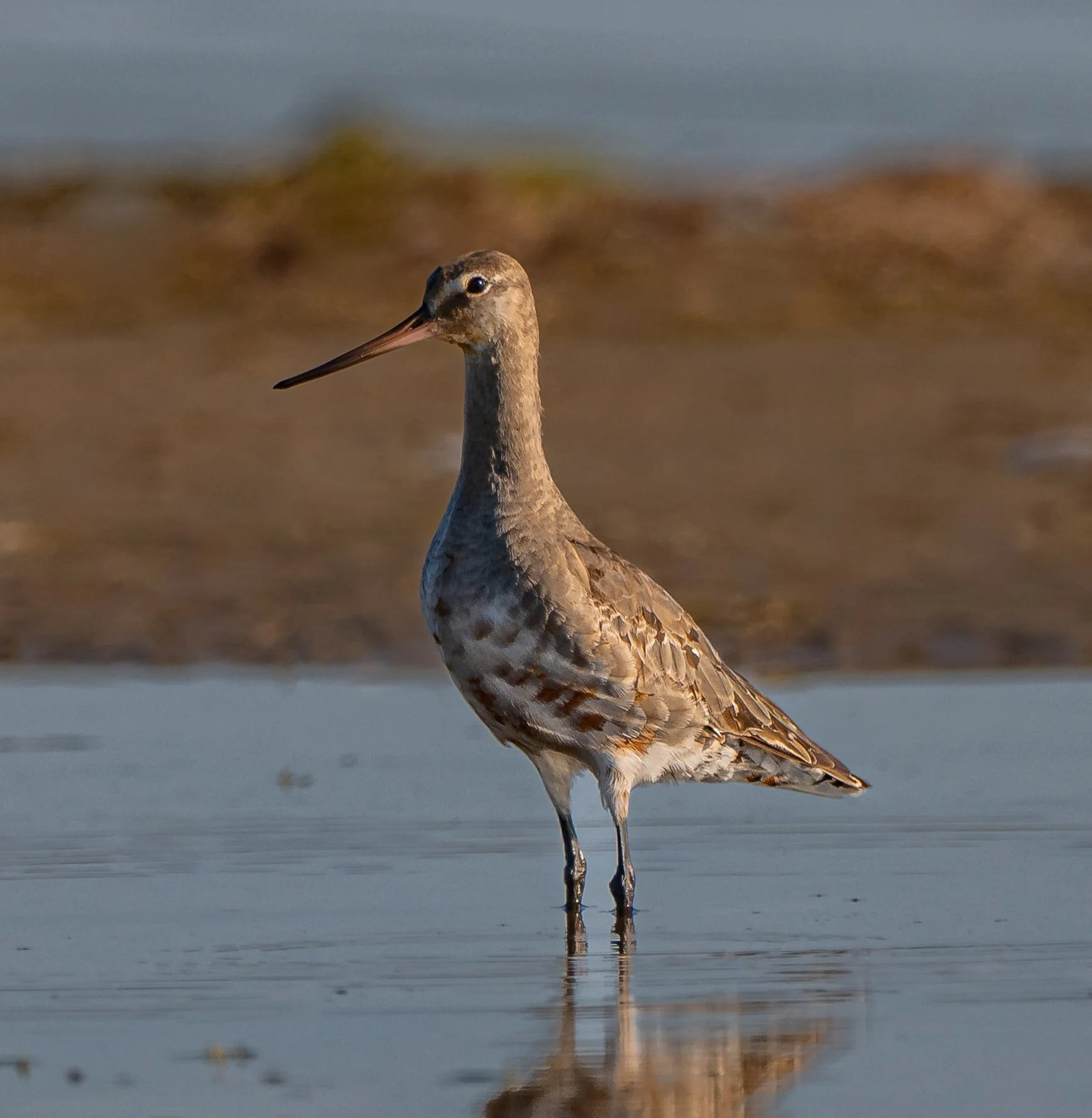 A Hudsonian Godwit standing in shallow water with a blurred shoreline in the background in Turkey Point, Norfolk County, Ontario. Photo by Terry Parker.