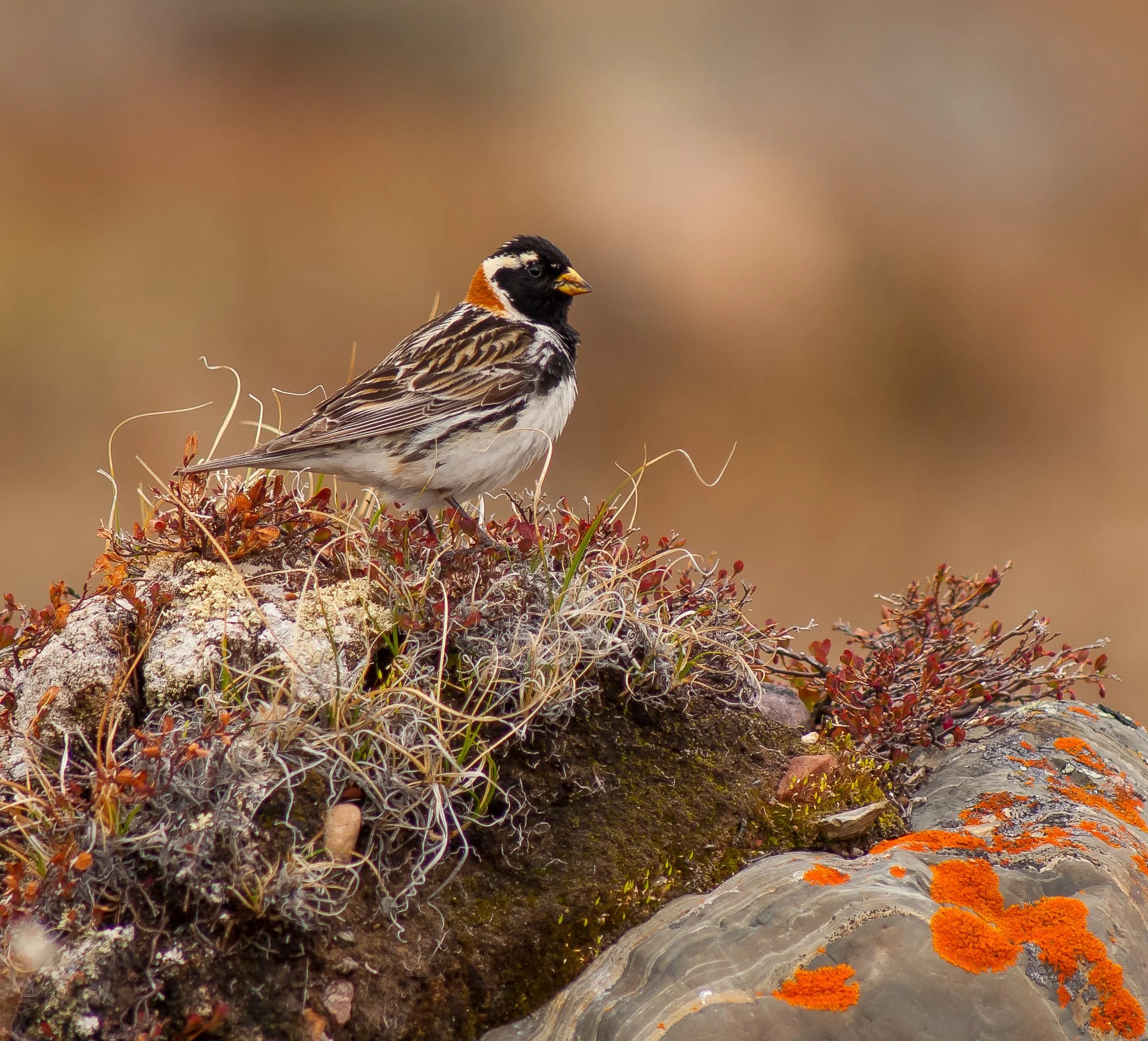 A Lapland Longspur with black, white, orange, and brown feathers perched on a mossy, rocky surface with orange lichen and small plants, against a blurred natural background in Barren Lands, NWT, Canada. Photo by Terry Parker.